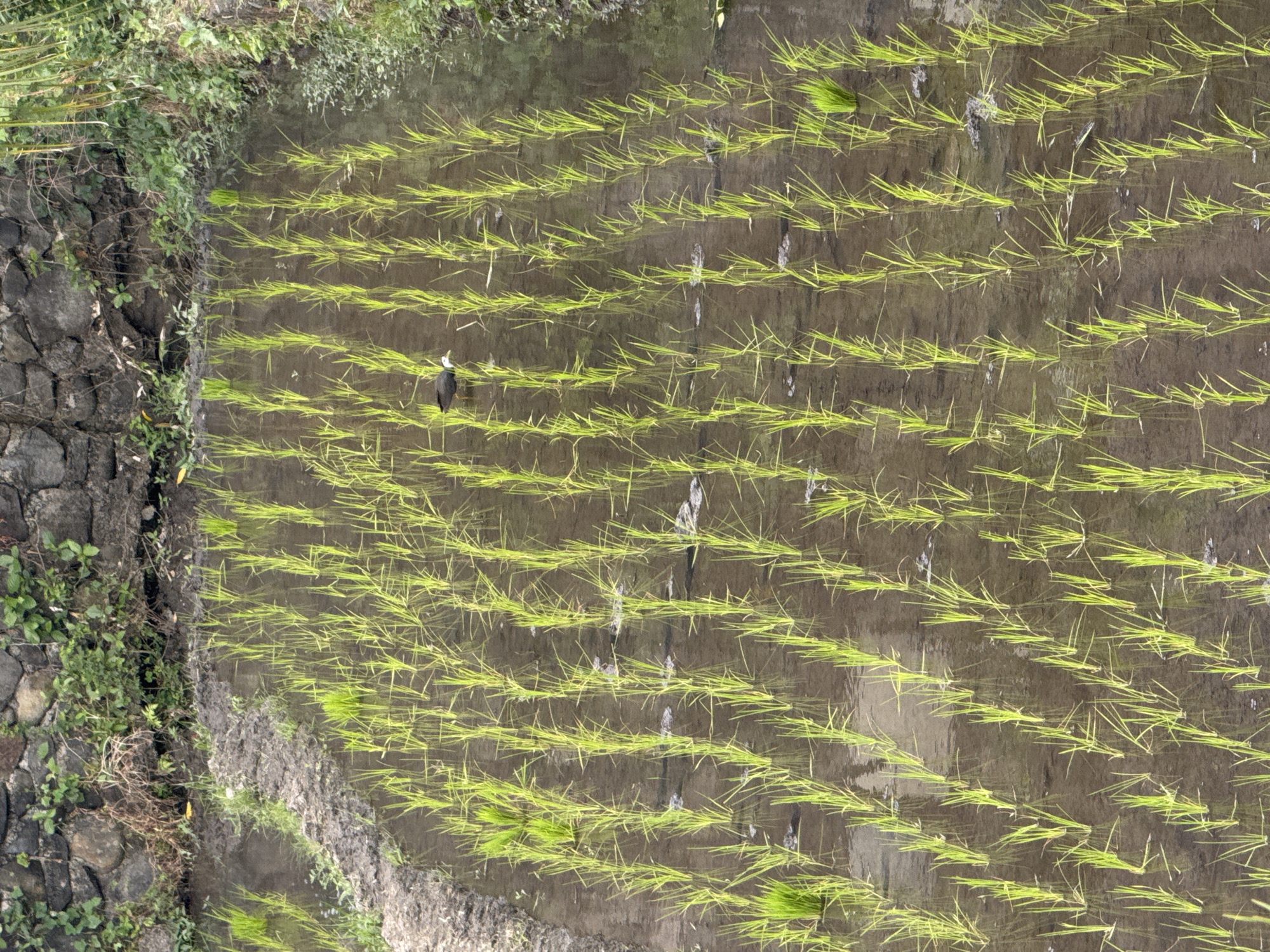 An aerial shot shows a flooded rice paddy with rows of young green rice shoots. A small bird, predominantly dark with white markings on its head and underbelly, stands in the shallow water, facing left. The paddy is bordered by a stone wall with vegetation growing from it at the top of the frame, and by muddy soil and more greenery along the sides. The water reflects the sky and the rice plants.