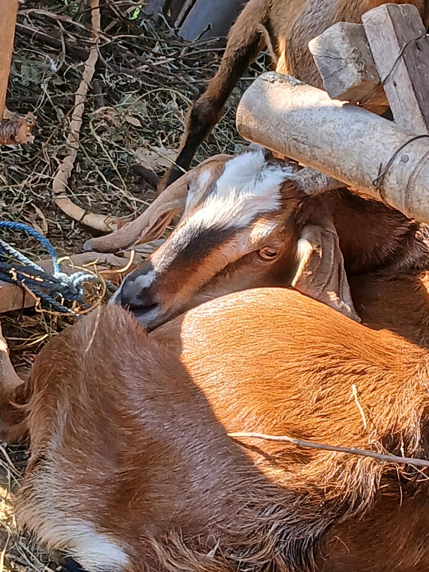 A brown goat with a white blaze on its forehead is resting on the ground amidst dry grass and twigs. A blue rope is visible to the left of the goat's head. In the background, a wooden structure and a large cylindrical object, possibly bamboo, are present. The image appears to be taken outdoors, likely in a rural setting in Belotan, Indonesia, given the natural and somewhat rustic environment. The lighting suggests it is daytime.