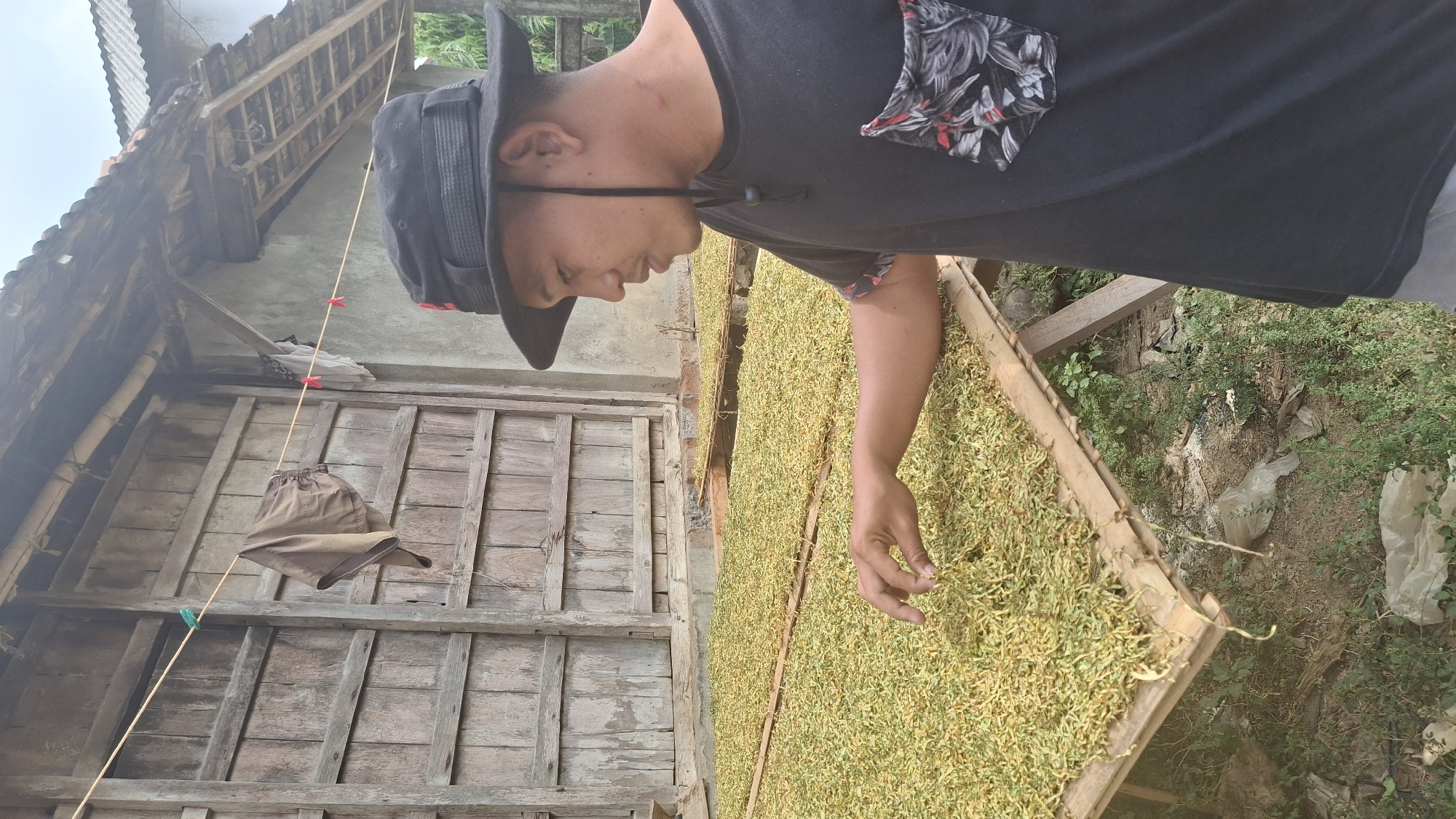 A man wearing a black bucket hat and a black t-shirt with a floral-patterned pocket is standing in front of a drying area filled with what appears to be harvested crops, possibly tobacco leaves, spread across bamboo mats supported by wooden frames. The man's right hand is extended towards the crops, as if inspecting them. In the background, a weathered wooden structure stands, with laundry hanging on a clothesline in front of it. The scene appears to be outdoors, with a yard characterized by dirt, green vegetation, and scattered plastic bags. The architectural style of the background structure suggests a rural or traditional setting, consistent with locations like Pucakwangi, Indonesia.