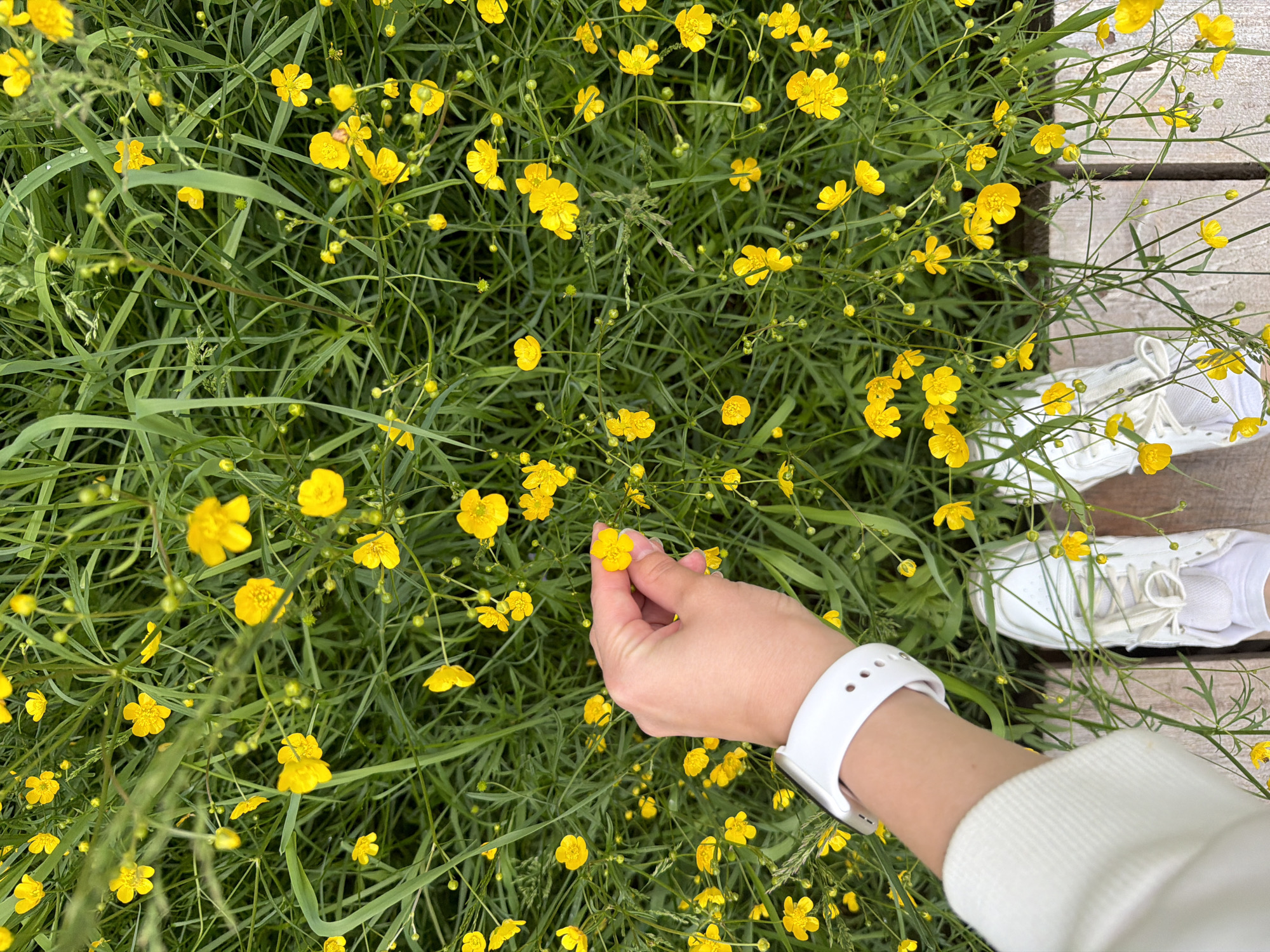 This overhead shot presents a vibrant natural scene dominated by an abundance of small, bright yellow flowers, likely buttercups, growing densely amidst lush green grass. A person's right hand, with fair skin and neatly manicured fingernails, is visible in the lower-middle of the frame, gently touching one of the yellow blossoms. A white smartwatch with a silicone band is worn on the person's wrist.
In the upper and lower right portions of the image, the person's feet are visible, clad in clean white sneakers with white laces and white socks. They are positioned on light-colored wooden planks, suggesting a boardwalk, deck, or pathway adjacent to the flowery area. Some dewdrops or moisture are discernible on the grass blades, hinting at a recent rain shower or the early morning. The natural lighting indicates it is daytime, likely a bright but possibly overcast day, as there are no strong shadows.
The scene conveys a peaceful and serene connection with nature, possibly during a walk or contemplative moment outdoors. The setting appears to be a meadow or wild garden, offering a glimpse of the natural beauty in Vozhoiskii, Russia. No discernible text is visible within the image.