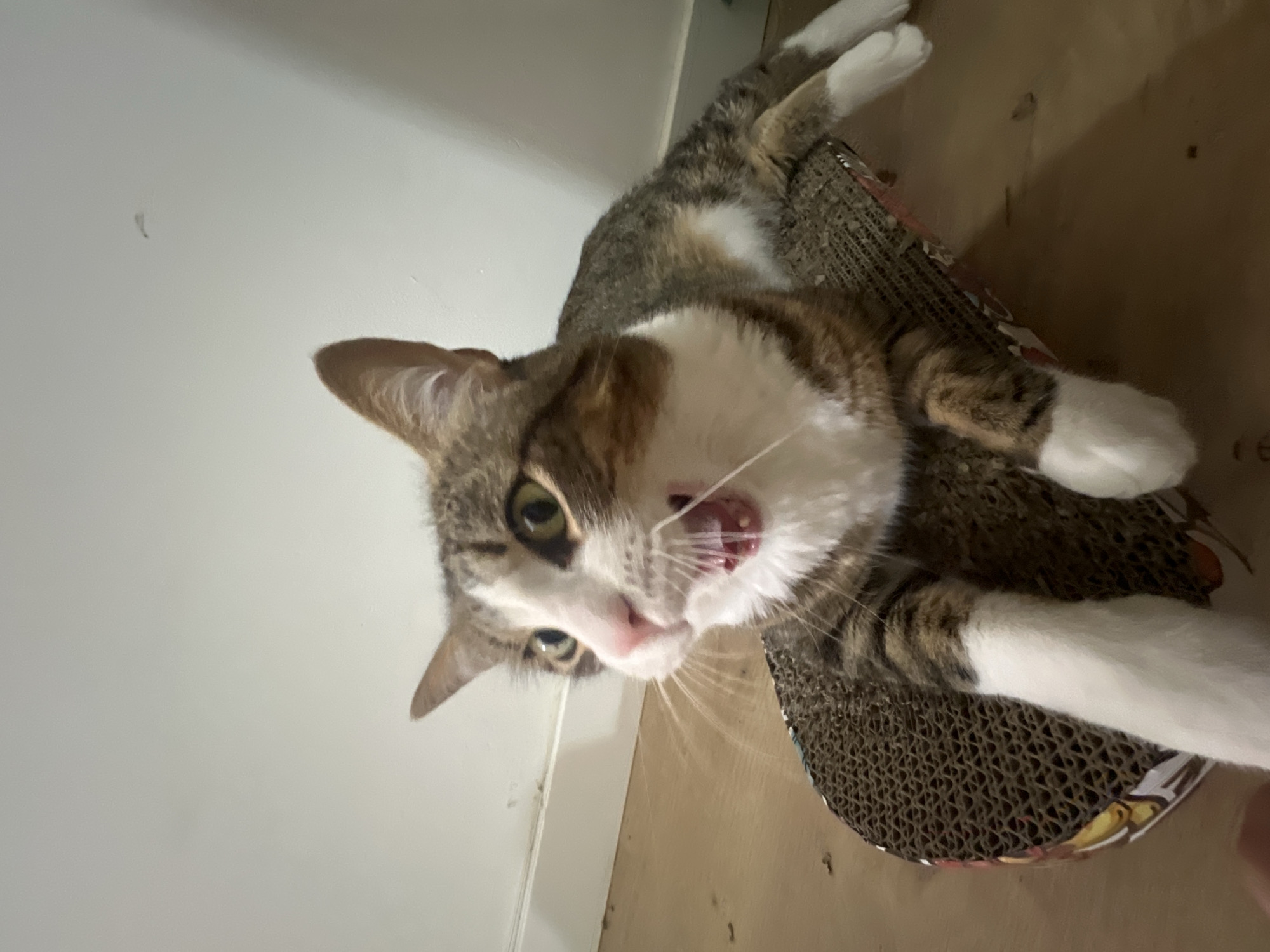 This is a vertically oriented, close-up photograph of a tabby cat with white markings on its chest, paws, and face. The cat is lying on a cardboard scratching post, which is patterned with a honeycomb-like texture and has colorful illustrations on its underside. The cat's mouth is open, revealing its tongue and teeth, giving the impression that it might be yawning or meowing. Its eyes are open and focused, with green irises and dark pupils. The cat's fur is a mix of brown, grey, and white.
The background is divided into two main areas. To the left, there is a plain, light-colored wall, possibly a room interior, with a subtle shadow near the bottom. To the right, a warmer, wood-toned surface, likely a floor or table, is visible. The lighting suggests it is daytime, possibly indoors, given the even illumination. The cat's pose and open mouth convey a sense of alertness and activity. No text is visible in the image. The location context is Almada, Portugal.