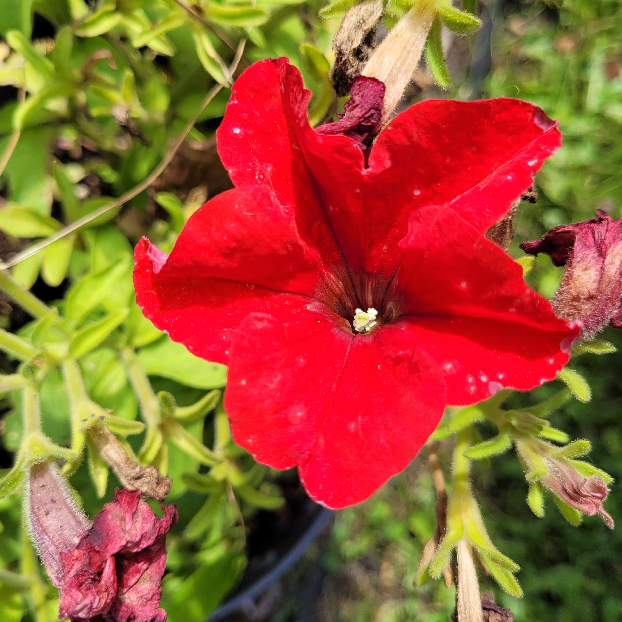 The image is a close-up, eye-level shot of a vibrant red petunia flower. The flower is in bloom, with its petals fully open, revealing a dark center with a pale green pistil and stamen. The petals are slightly textured and appear to have a few small, white specks on them. Surrounding the red petunia are its green leaves and stems, some of which are fuzzy and light green. In the background, there are dried, reddish-brown remnants of spent petunia flowers, indicating the plant is in various stages of growth and decay. The lighting suggests it is daytime, with sunlight casting subtle shadows and highlighting the flower's texture. There is no indication of the specific location within Jūrmala, Latvia, as the image focuses solely on the flower and its immediate surroundings. No people or animals are visible in the frame. The environment appears to be an outdoor garden setting.