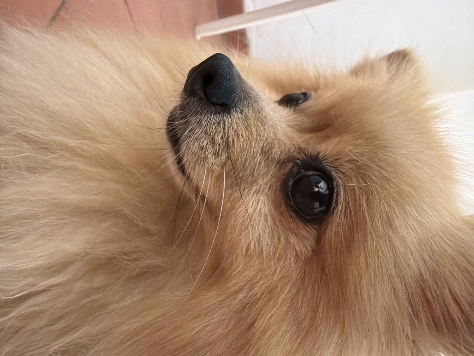 The image is a close-up, portrait-style photograph of a Pomeranian dog. The dog has light brown fur and is facing to the left of the frame, with its head and shoulders filling most of the image. Its large, dark eyes are visible, reflecting light, and its black nose is detailed with a textured surface. The dog's fur is fluffy and appears well-groomed. The background is out of focus, showing a white wall or surface on the left and a terracotta-colored tiled floor with hints of pink. There is also a blurred white vertical object on the far left, possibly a table leg or furniture. The lighting suggests an indoor setting, likely a home, possibly on a patio or balcony given the floor tiles. The image does not contain any specific landmarks or elements that would allow for identification of its location within Torrevieja, Spain.