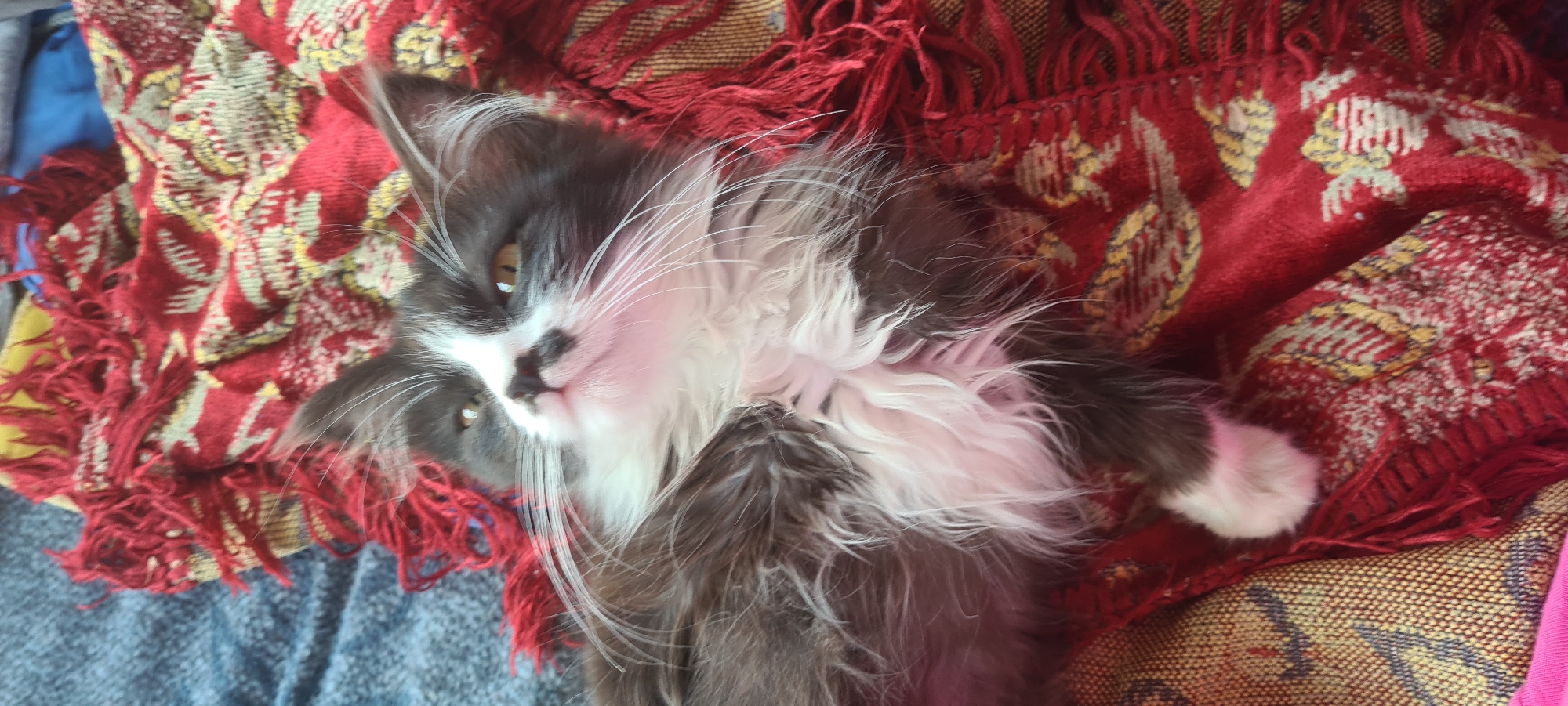 A fluffy black and white cat is lying on its back on a red and gold patterned blanket. The cat is looking up and to its left with its eyes partially closed. Its white chest is fluffy and contrasts with its darker fur. Its front paws are tucked in towards its chest. The blanket has a fringed edge. The background is blurred, showing a blue and grey textured surface. The scene appears to be indoors.