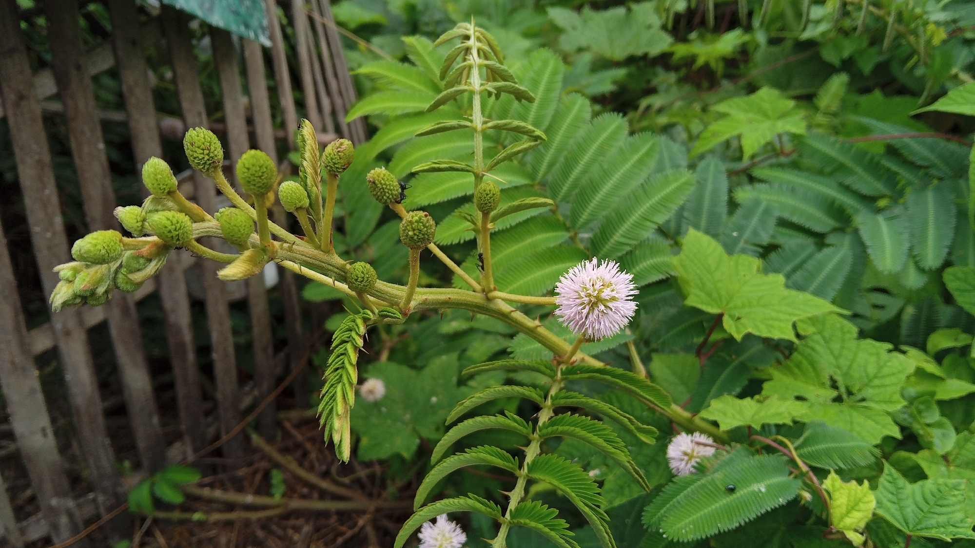 A single, pale pink, fluffy flower blooms on a thorny stem, surrounded by compound leaves. The flower is to the right of center, with unopened buds clustered to its left. The stem is supported by a rustic wooden fence on the left side of the frame, with dense green foliage filling the background. The scene appears to be an outdoor garden setting in Buketteukuh, Indonesia, with a focus on the delicate details of the flowering plant.