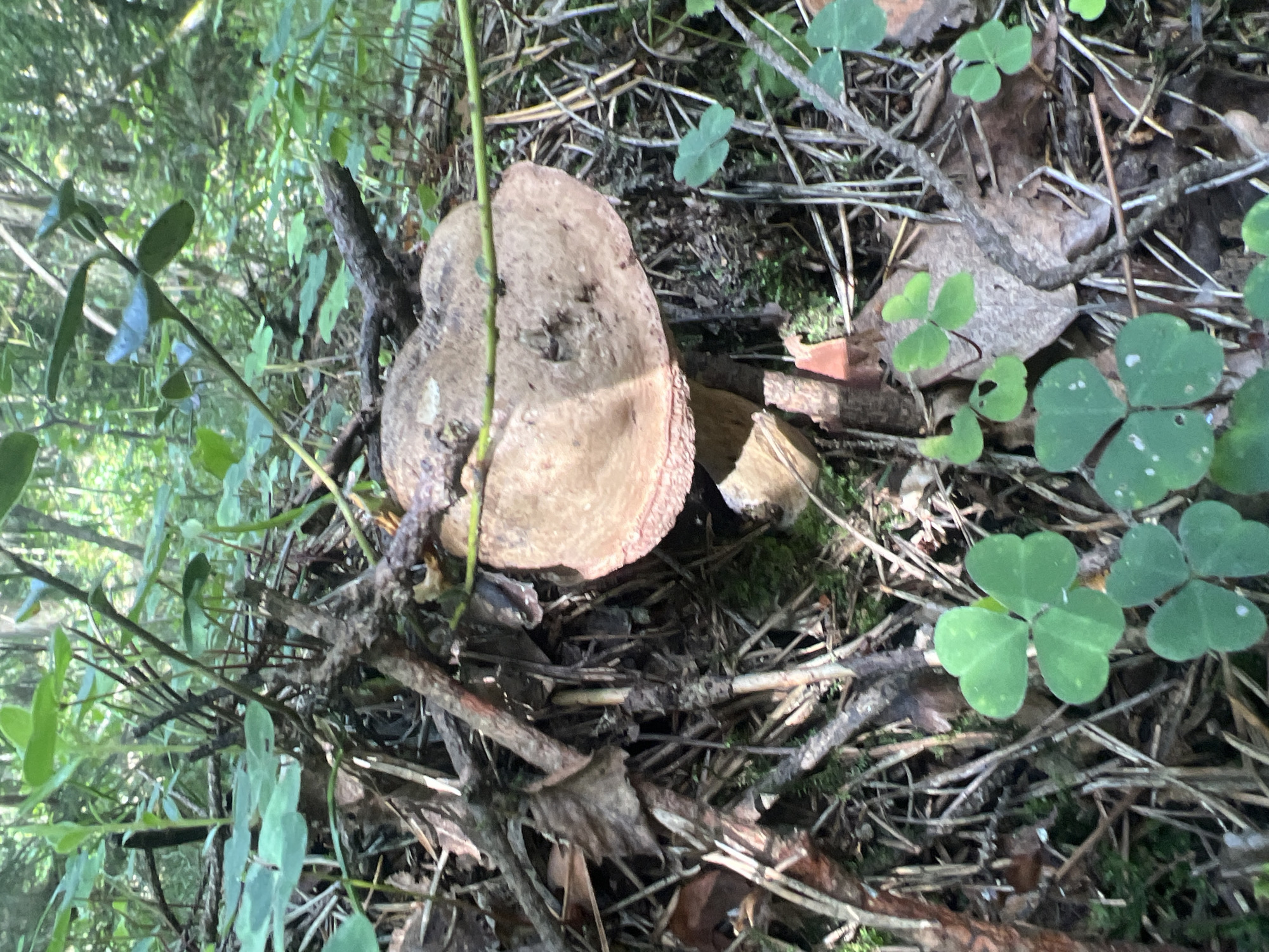 A close-up, eye-level shot captures a large, light brown mushroom with a thick, somewhat flattened cap, nestled amongst forest debris. The mushroom's underside shows a lighter pinkish-red hue. Surrounding the mushroom is a dense layer of fallen pine needles, twigs, and decaying leaves. Several small, green clover-like plants with three heart-shaped leaves are visible in the foreground, adding a splash of vibrant green to the otherwise muted earthy tones. The background is a blur of green foliage and dappled sunlight, suggesting a wooded area. The lighting indicates it is daytime, with sunlight filtering through the trees and casting shadows. The scene appears to be in a natural, outdoor environment, likely a forest floor.