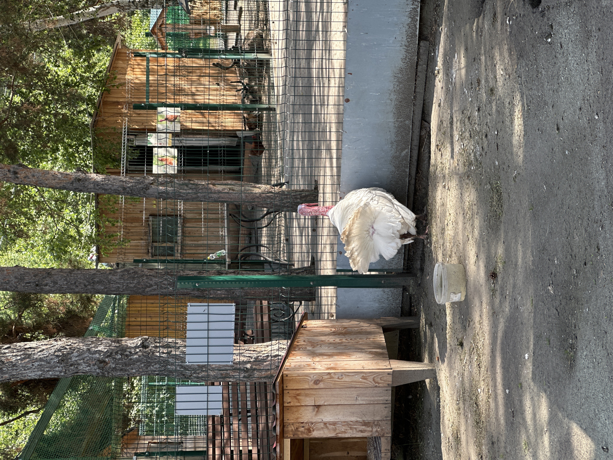 The image displays a turkey in an outdoor enclosure, likely at a zoo or animal sanctuary. The turkey is white with a red wattle. The enclosure features wooden structures, possibly animal housing, and wire fencing. Trees and lush greenery are visible in the background, suggesting a natural or semi-natural setting. The ground is dirt and gravel, with some scattered debris. A transparent plastic container sits on the ground near the turkey. Sunlight casts shadows, indicating it is daytime, and the lighting suggests fair weather. The scene appears calm and undisturbed. No text is visible in the image. The overall impression is of an animal in its habitat within a managed facility.