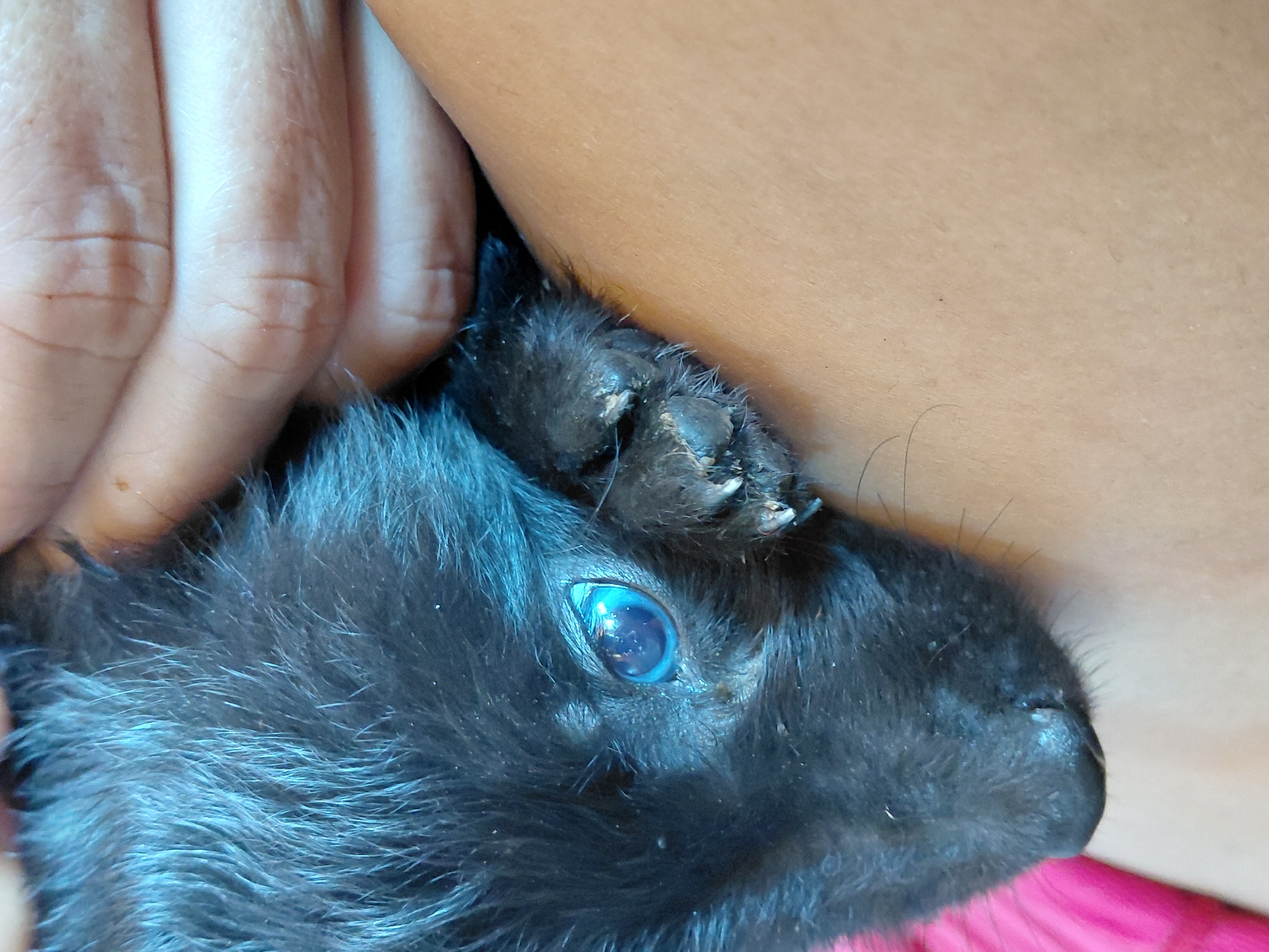 A close-up shot focuses on a black puppy's head and paw, held by a person's hands. The puppy's fur appears wet and matted, especially around its head. Its left eye is clearly visible, a striking blue with a reflection of light. The puppy's front right paw rests on the person's arm, revealing dirty nails and fur. The background shows the person's skin, a light tan, and hints of a bright pink fabric. The image is cropped tightly, obscuring most of the puppy and the person. There is no information in the image to indicate the location in Santa Ana, Venezuela.