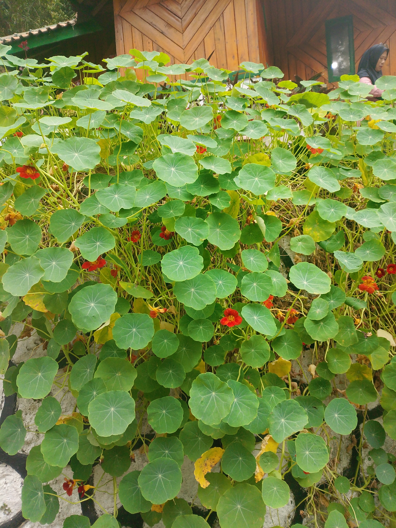 The image shows a densely overgrown wall covered with nasturtium plants. The plants have large, round, green leaves with prominent veins, and scattered among the leaves are a few small, bright red flowers. The wall itself appears to be made of textured concrete, with some black markings visible at the bottom left. In the background, a wooden building with a sloped roof is visible. A woman wearing a black headscarf and a pink top is partially visible in the upper right corner, looking down and to the left. The scene is likely an outdoor setting, possibly a garden or a decorative wall in Patengan, Indonesia, given the mention of the location. The overall impression is one of vibrant greenery and natural growth against a rustic background.