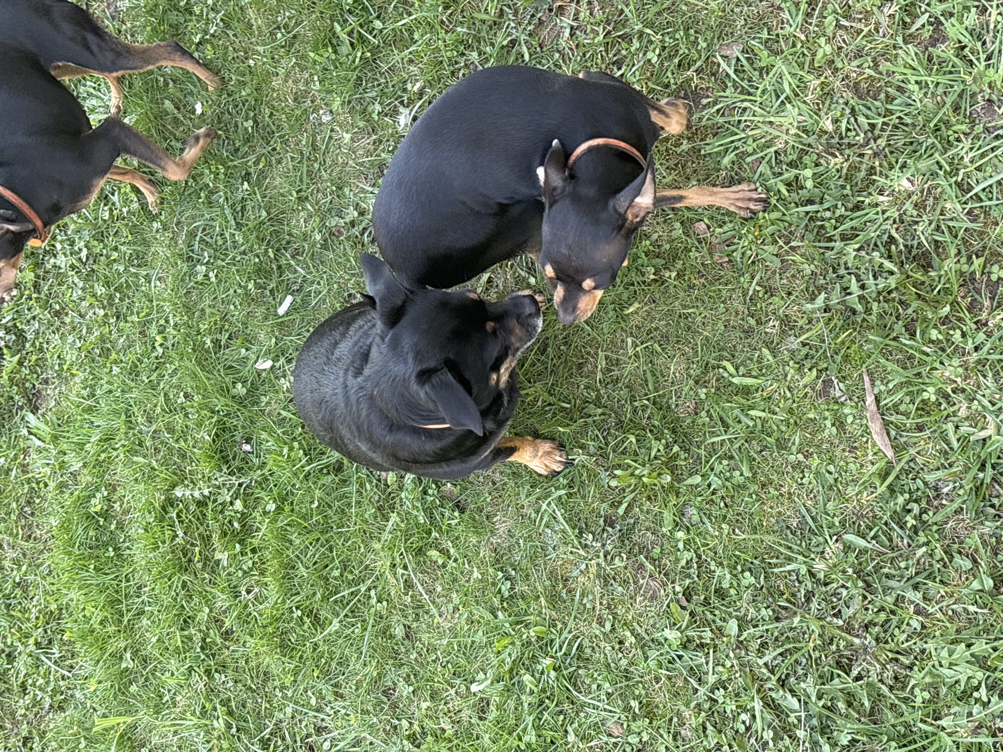 The image depicts three black and tan miniature pinscher dogs on a lawn. Two of the dogs are close together, one possibly nuzzling the other. All three dogs are wearing collars. The location is not specified in the image.