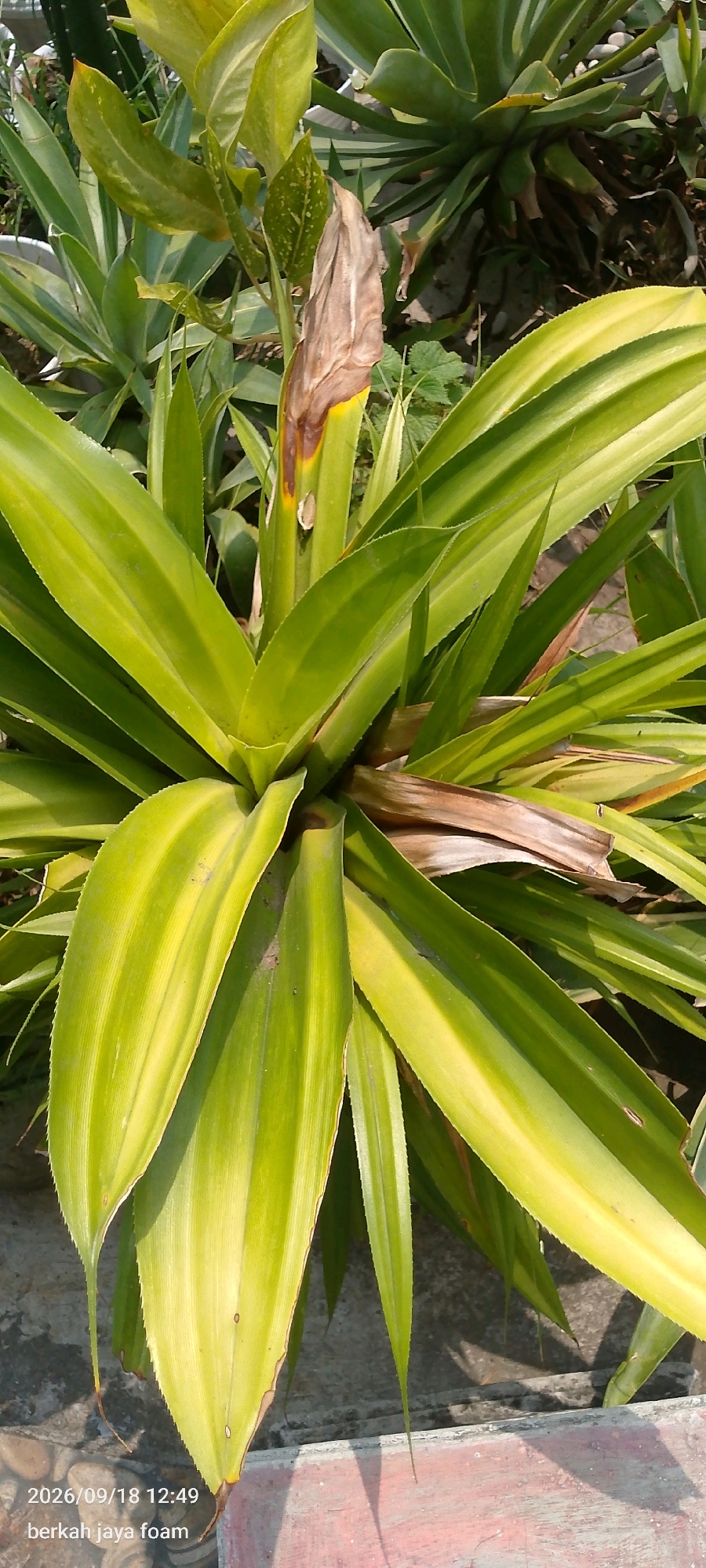 The image depicts a close-up view of a plant with long, green, and yellow variegated leaves, likely a type of bromeliad or similar ornamental plant. The leaves are arranged in a rosette pattern, with some brown, dried-out leaves visible towards the center and base of the plant. The plant appears to be situated outdoors, with other similar plants in the background, suggesting a garden or nursery setting. The ground beneath the plant is partially visible, showing some gravel and a concrete surface. A portion of a reddish-brown planter box is present in the lower foreground. The timestamp "2026/09/18 12:49" and text "berkah jaya foam" are overlaid on the bottom left of the image. The scene is bathed in natural sunlight, casting shadows on the ground and planter. The location is identified as Kincang Wetan, Indonesia.