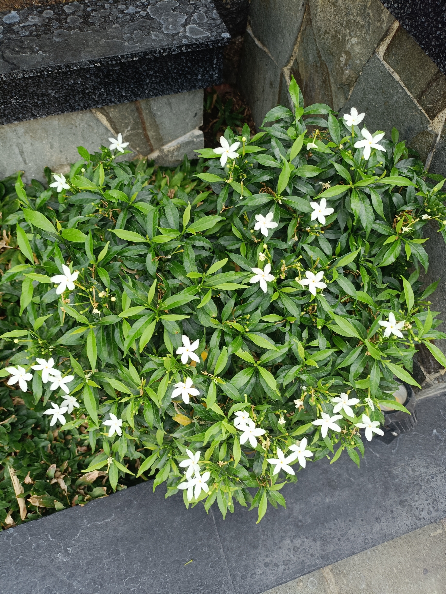 A small bush with numerous white star-shaped flowers and green leaves is situated in a garden bed next to a textured dark grey stone wall and a lighter grey stone wall. The bush is overflowing with vibrant green foliage, interspersed with delicate white blossoms. Some of the flowers have five petals and a yellow or orange center, while others are smaller and less defined. The scene appears to be an outdoor setting in Kediri City, Indonesia, potentially a residential garden or public space. The lighting suggests it is daytime, with no direct sunlight clearly visible. The ground cover around the bush is a mix of green grass and dry brown leaves. The overall impression is one of lush, natural growth framed by man-made stone structures.