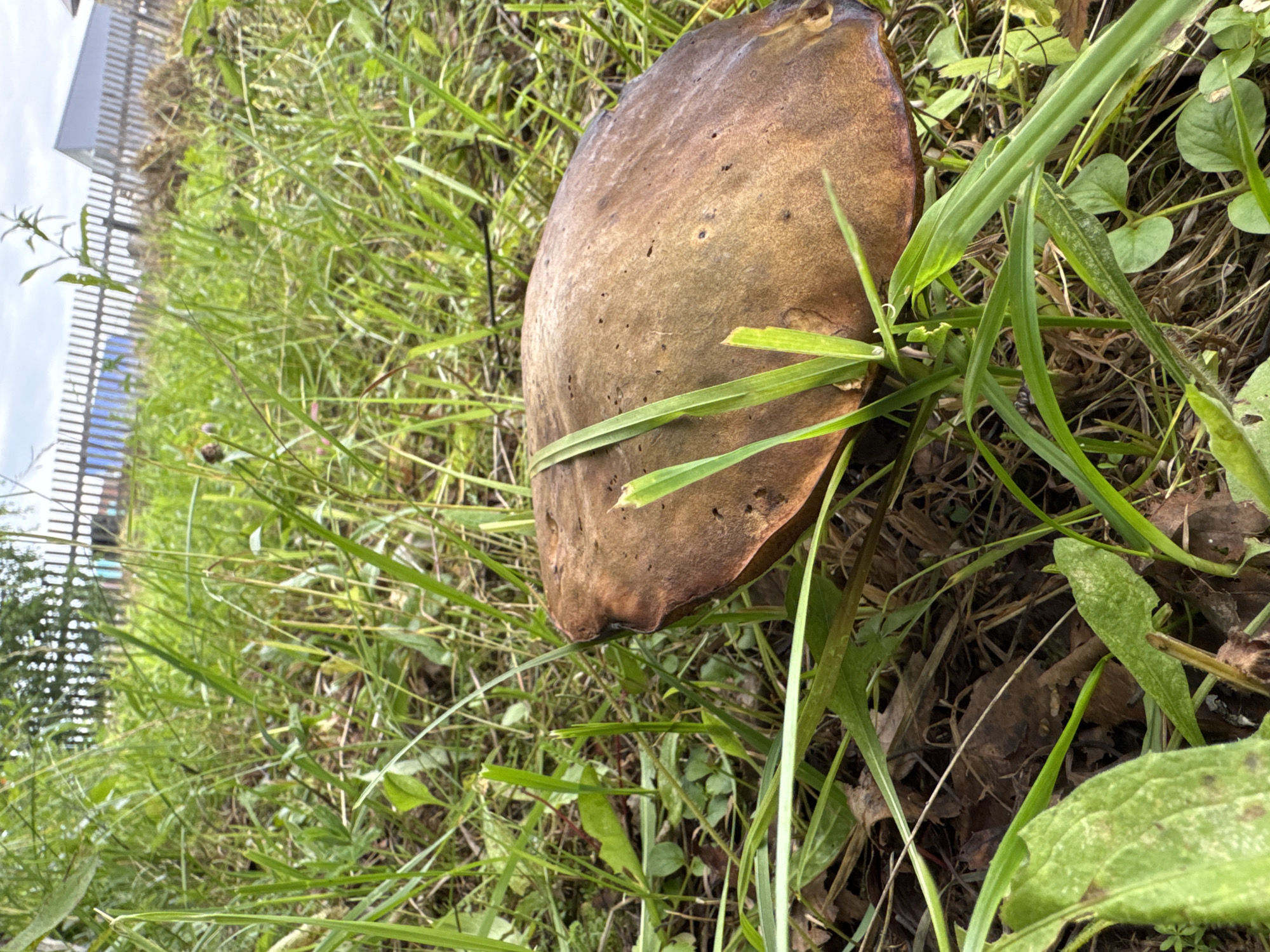 The image shows a close-up view of a large, brown mushroom growing in overgrown green grass. The mushroom's cap is wide and somewhat flat, with a slightly textured surface. Several blades of grass are intertwined with the mushroom, with some passing over its cap. The surrounding environment consists of dense, green vegetation, fallen leaves, and twigs on the ground. In the background, a wooden fence is visible, and beyond that, a building and the sky. The scene appears to be in a natural or semi-natural outdoor setting, possibly a yard or a park, given the presence of the fence and building. The location is specified as Красный Ключ, Russia. There are no people or animals depicted in the image.