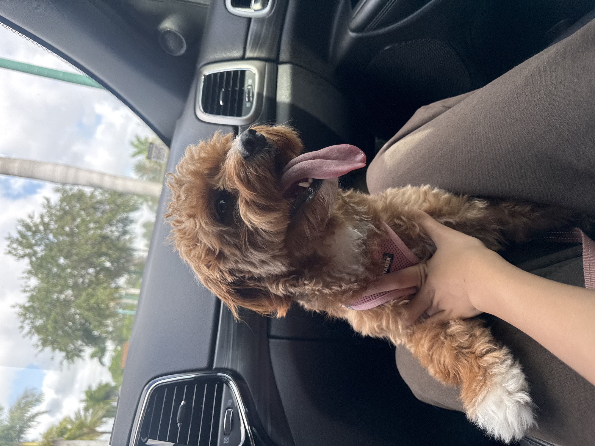 A medium, eye-level shot presents a brown-and-white dog, panting with its tongue extended, held in the lap of an individual within a car. The dog wears a pink harness. Outside the car window, greenery, including trees and plants, is visible against a sky with partial clouds. The car's dashboard and air vents are visible, suggesting an interior setting. Given the location of Boca Raton, Florida, the outdoor foliage is typical of a subtropical environment.