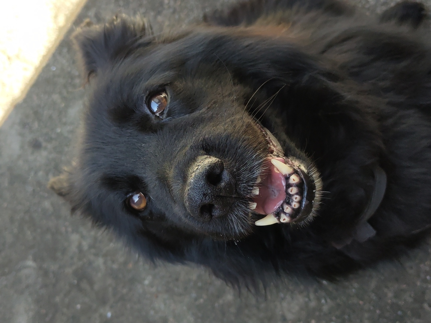 A close-up, high-angle shot depicts a black, long-haired dog lying on its back outdoors. The dog is facing the camera with its mouth slightly open, revealing its teeth and tongue. Its eyes are brown and alert. The background appears to be a concrete surface, possibly a sidewalk or patio. The location is Unknown, Unknown.