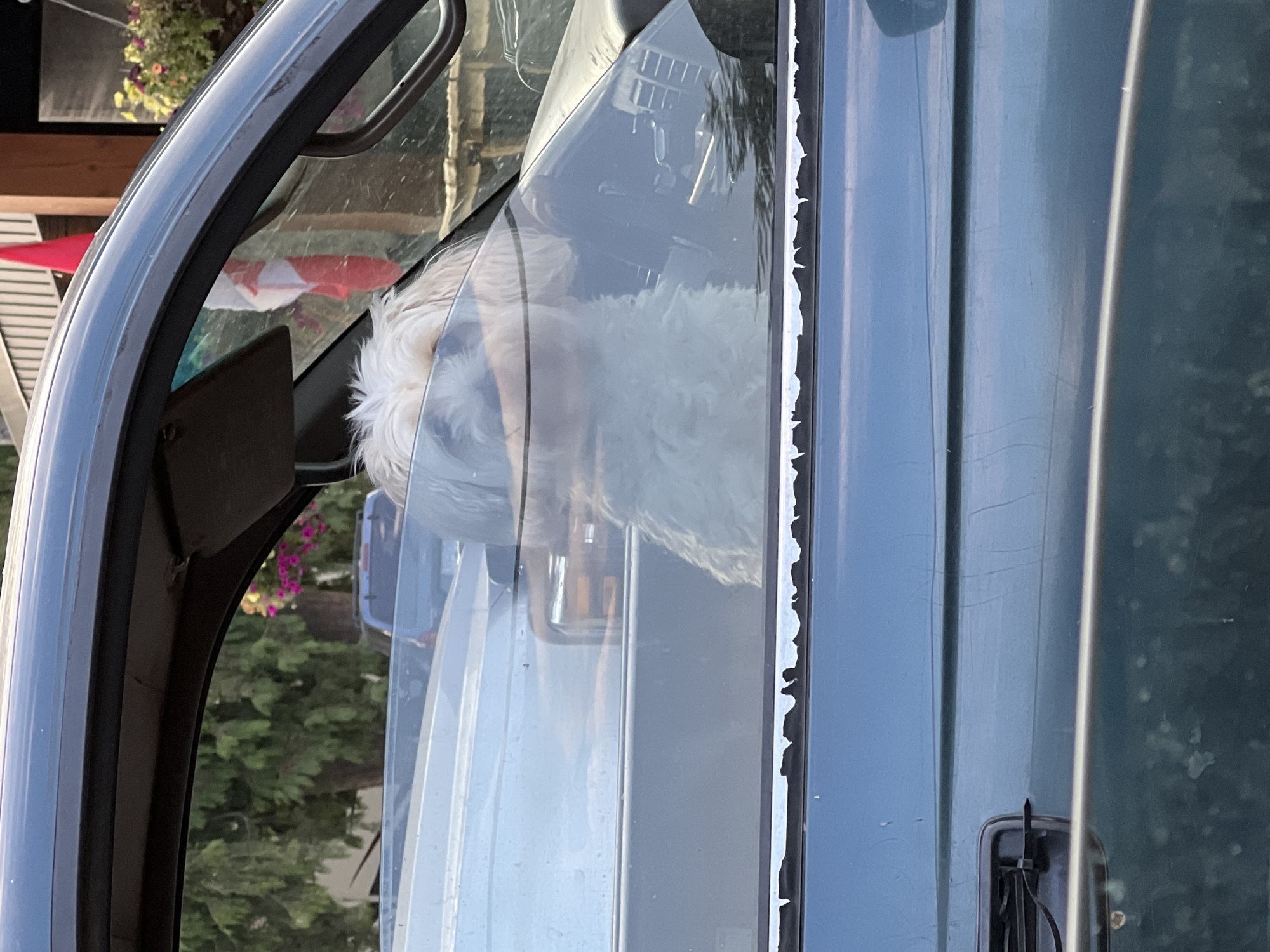 A white, fluffy dog with its head sticking up over the dashboard is visible inside a dark green vehicle, seen through the driver's side window. The dog's eyes are not clearly visible, but its fur is prominent. Outside the vehicle, trees and some pink flowers are visible, along with a Canadian flag and a building with vertical wooden siding. The lighting suggests it is daytime. The scene appears to be in a residential or parking area, possibly in Revelstoke, Canada, as indicated by the Canadian flag.