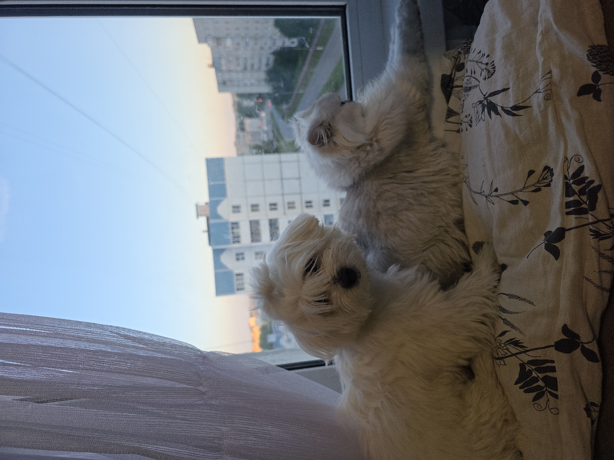 Two fluffy white dogs are sitting on a windowsill. The dog in the foreground is a West Highland White Terrier, looking directly at the camera. The other dog, a long-haired white breed, is in the background, looking out the window. They are both sitting on a patterned blanket and a sheer white curtain is visible in the foreground. The window overlooks a city with tall buildings, suggesting an urban setting. The sky is clear and a soft gradient of blue and orange hues indicates it is either sunrise or sunset. The image appears to be taken indoors, likely in an apartment in Novocheboksarsk, Russia.