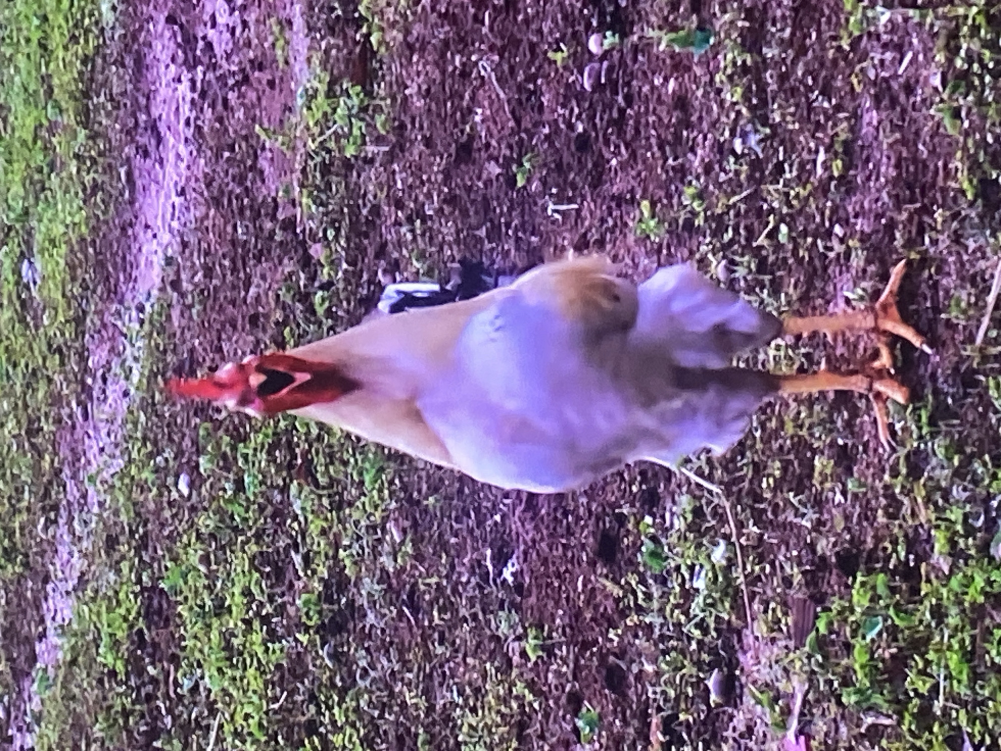 A light-feathered rooster stands upright and centered, facing directly towards the viewer with its beak wide open, indicating a crow or vocalization. Its head features a prominent red comb and wattle. The rooster's body is primarily light brown or tan, with its chest and belly exhibiting a soft, pale purplish-white hue. Darker, possibly iridescent black or deep green tail feathers are visible behind its body. Its legs and feet are a distinct orange-yellow, firmly planted on the ground. The environment consists of a textured, uneven patch of earth predominantly dark reddish-brown soil, sparsely covered with small patches of green vegetation and dry foliage. The scene depicts an outdoor setting in Tinaquillo, Venezuela.