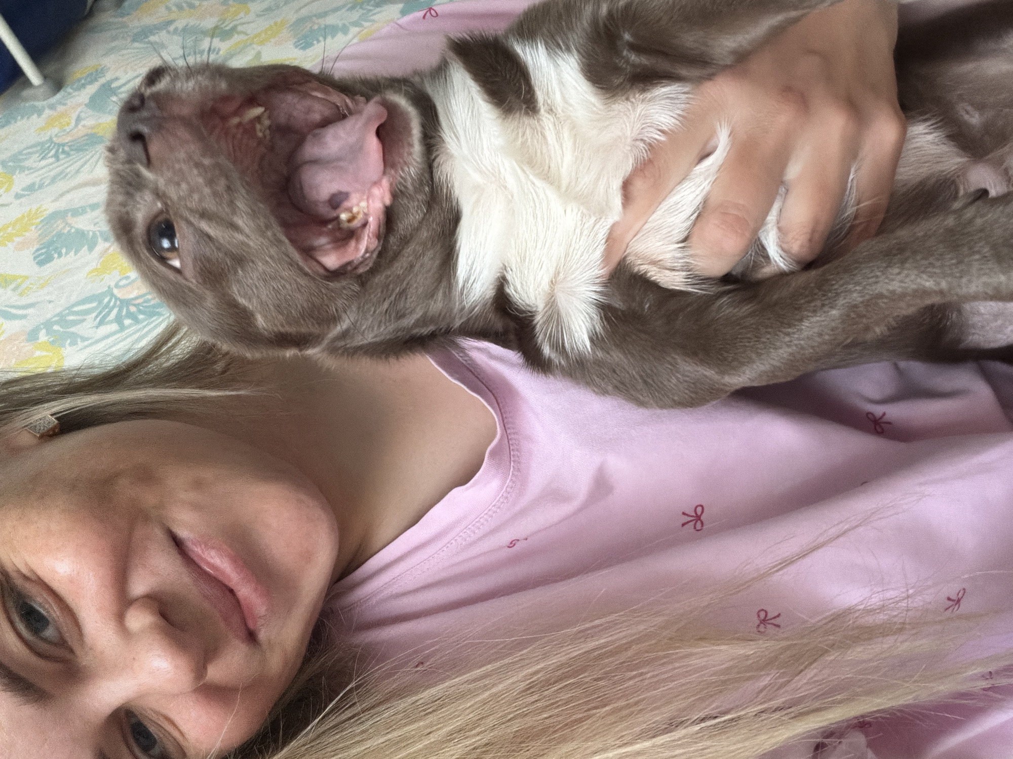 A young woman is lying on a patterned surface, likely a bed, wearing a light pink shirt with small bow designs. She is holding a medium-sized dog in her arms. The dog is predominantly grey and white and appears to be yawning, with its mouth wide open, revealing its tongue and teeth. The dog is lying on its back, and the woman's hand is resting on its chest. The woman's face is close to the camera, and she is looking into the lens. The location in the city of Votkinsk, Russia, cannot be determined from this image.