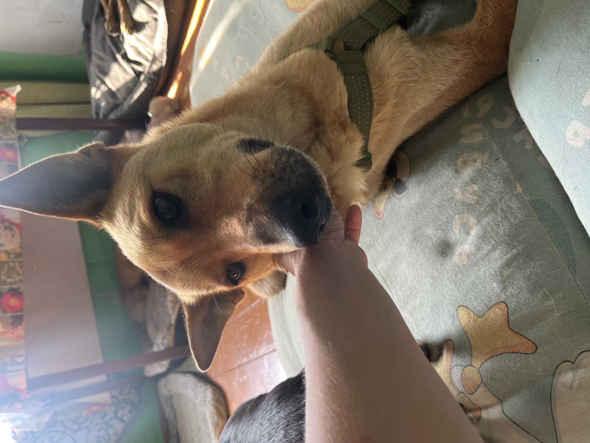 An adult dog of medium size with light brown fur is lying on a patterned blanket. A human hand is touching the dog's snout. The background is blurred, showing a room with furniture and sunlight entering from a window. The scene appears to be indoors, likely in a residential setting in Nizhny Tagil, Russia.