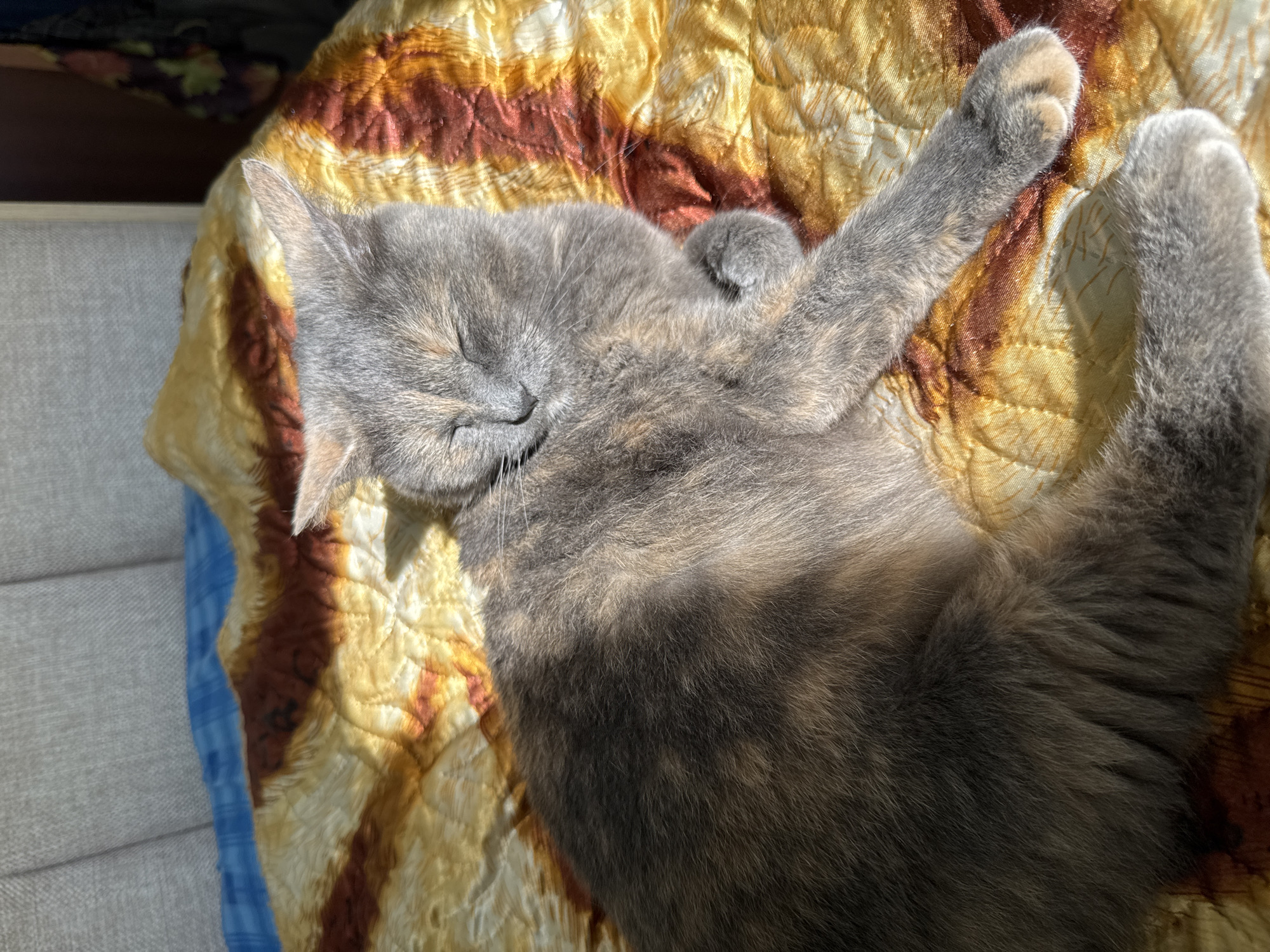A gray and brown cat is sleeping on a yellow and brown patterned blanket. The blanket is on a light-colored upholstered surface. The cat is positioned with its head near the top left of the frame, its eyes closed, and one paw extended upwards. The cat's body curves down and to the right. The photo is well-lit. There is no indication of the location being Krilovo, Russia.