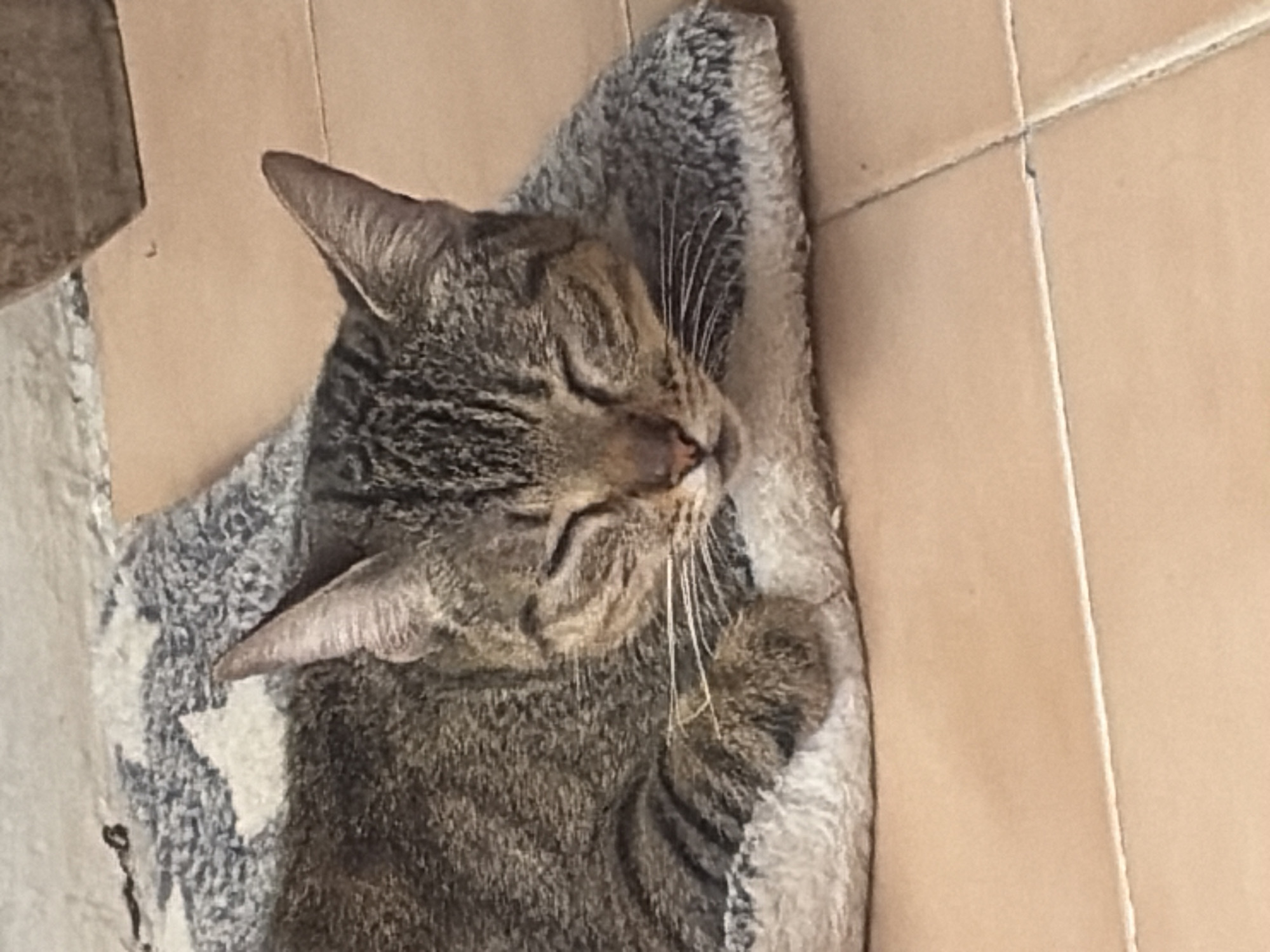 A tabby cat lies asleep in a gray and white patterned pet bed placed inside a cardboard box. The box sits on a tiled floor with tan-colored tiles. The location is Ciudad Guayana, Venezuela, but the specific details are indiscernible from the image.