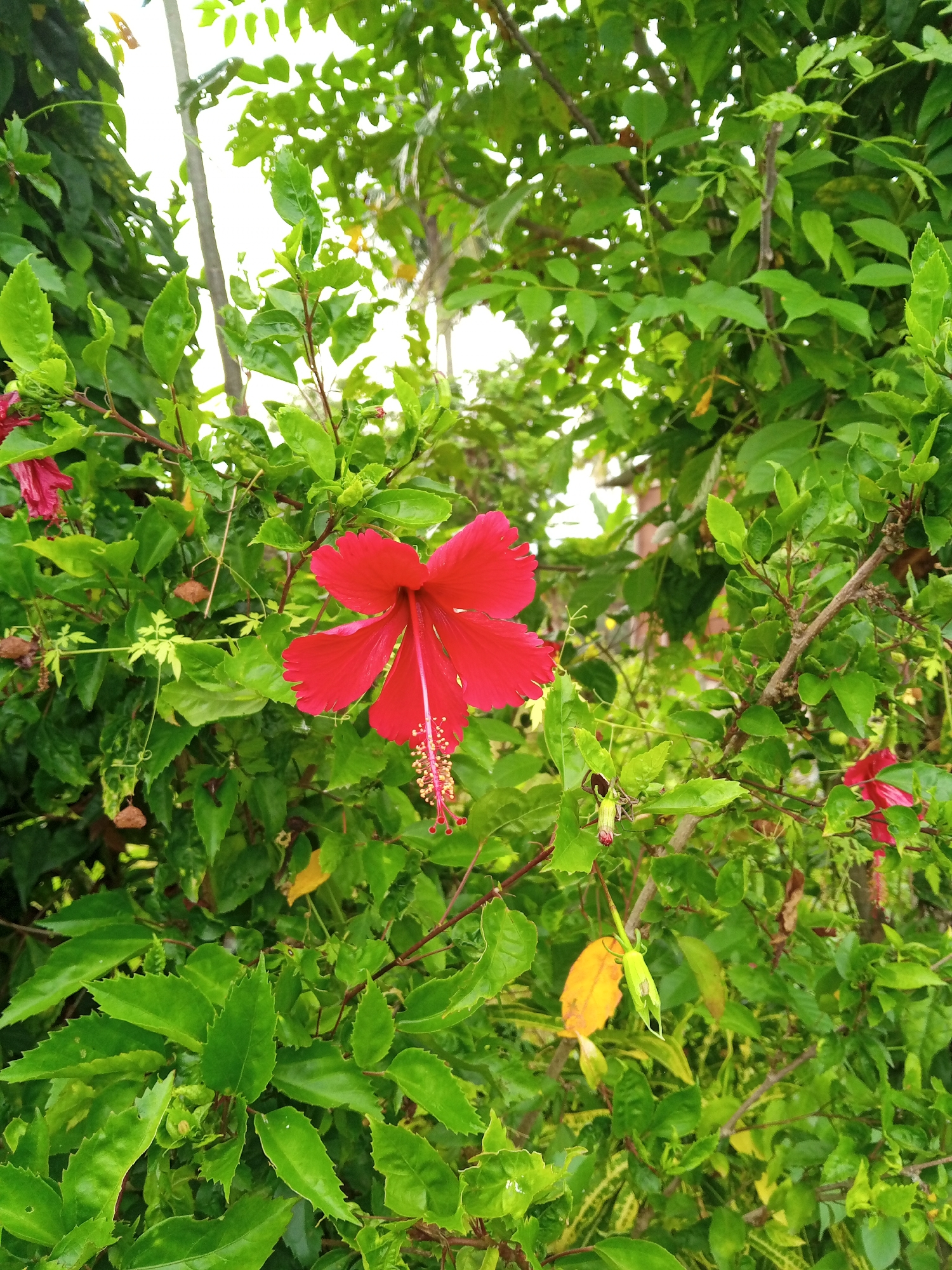 A bright red hibiscus flower blooms prominently amidst lush green foliage in Geudongalue, Indonesia. The flower, with its delicate petals and extended stamen, is the central subject. The surrounding leaves are vibrant and varied in shape and size, creating a dense, natural backdrop. The scene appears to be outdoors, possibly in a garden or park, with natural light filtering through the leaves. The image captures a serene moment of natural beauty.