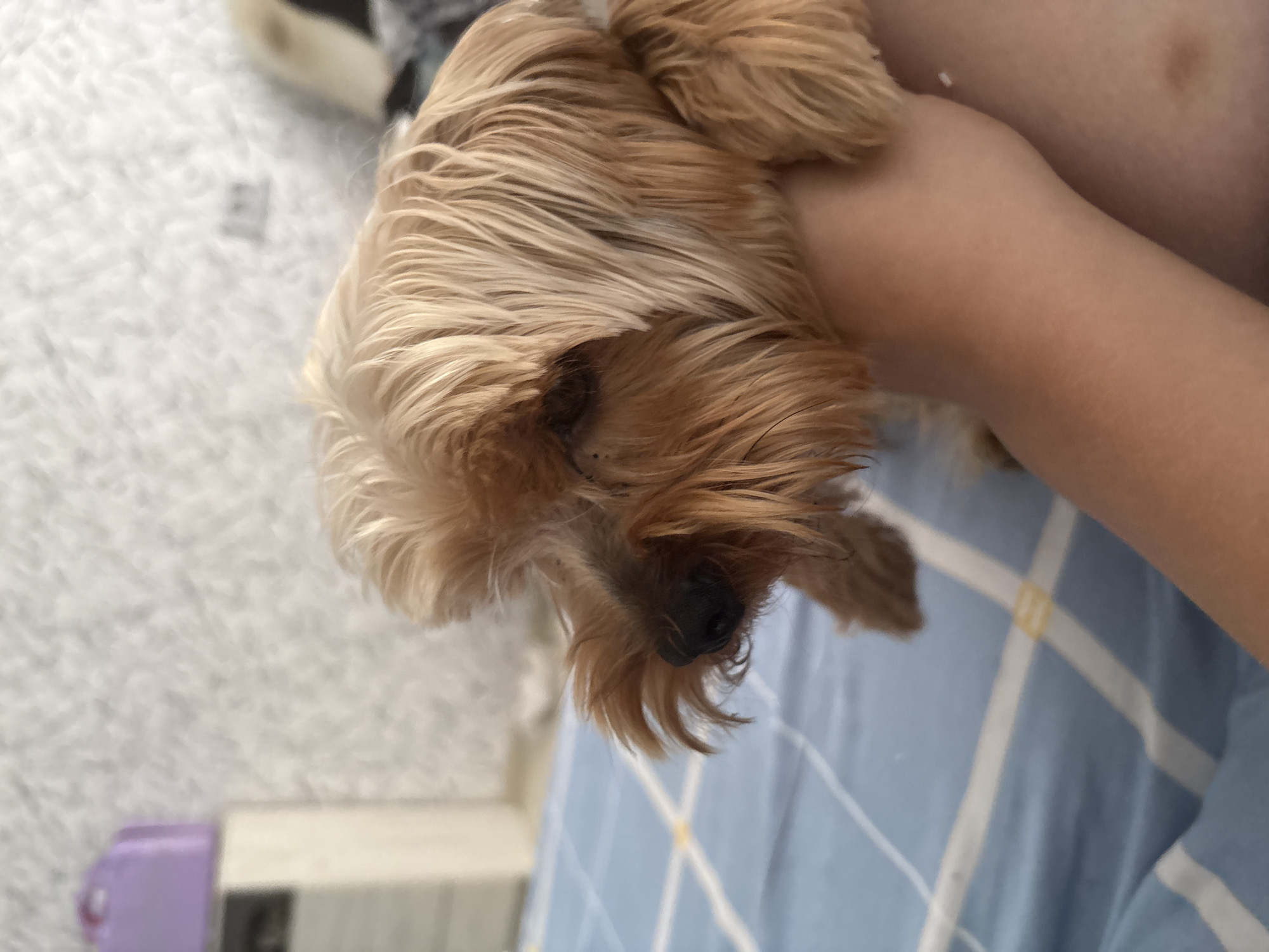 A close-up, eye-level shot shows a person's arm holding a small, tan-colored dog, possibly a Yorkshire Terrier, with its head tilted to the left. The dog's fur is long and shaggy. The background is blurred, showing a white, textured wall and a blue and white plaid blanket. A light purple object and a beige rectangular object are visible on the left side of the frame, partially obscured by the dog and the arm. The scene appears to be indoors. The location in the city of Khorol, Russia cannot be determined from the image.