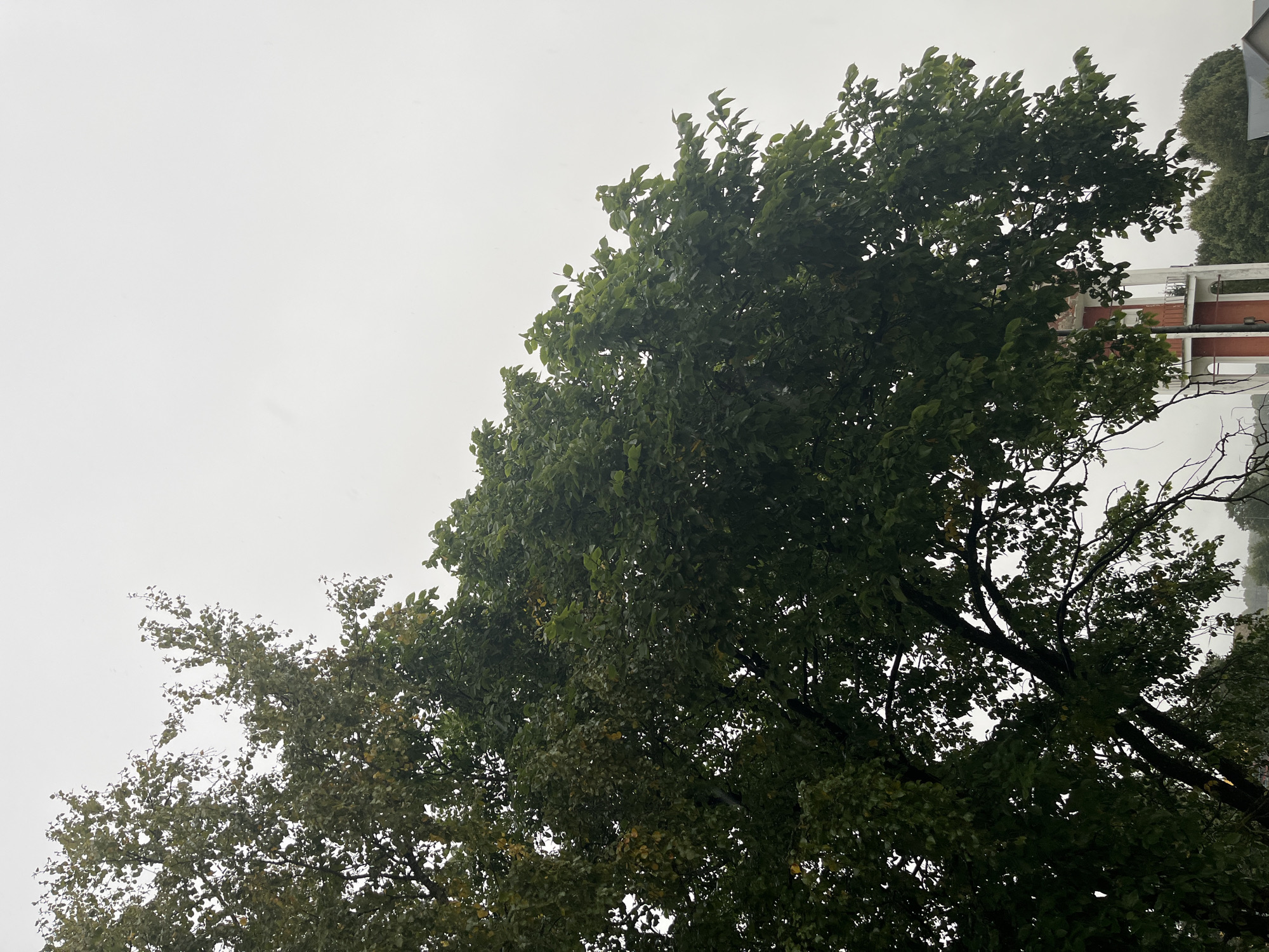 The image depicts a cloudy sky over a tree in Kohtla-Järve linn, Estonia. The tree's foliage, primarily green with some hints of yellow, fills the left and central portions of the frame, obscuring much of the background. To the right of the tree, a distinctive red and white water tower is visible, its structure partially revealed through the branches. The sky is overcast, suggesting a dull or rainy day. The lower part of the image shows glimpses of other trees and structures, hinting at an urban or suburban environment. No people or animals are present in the frame.