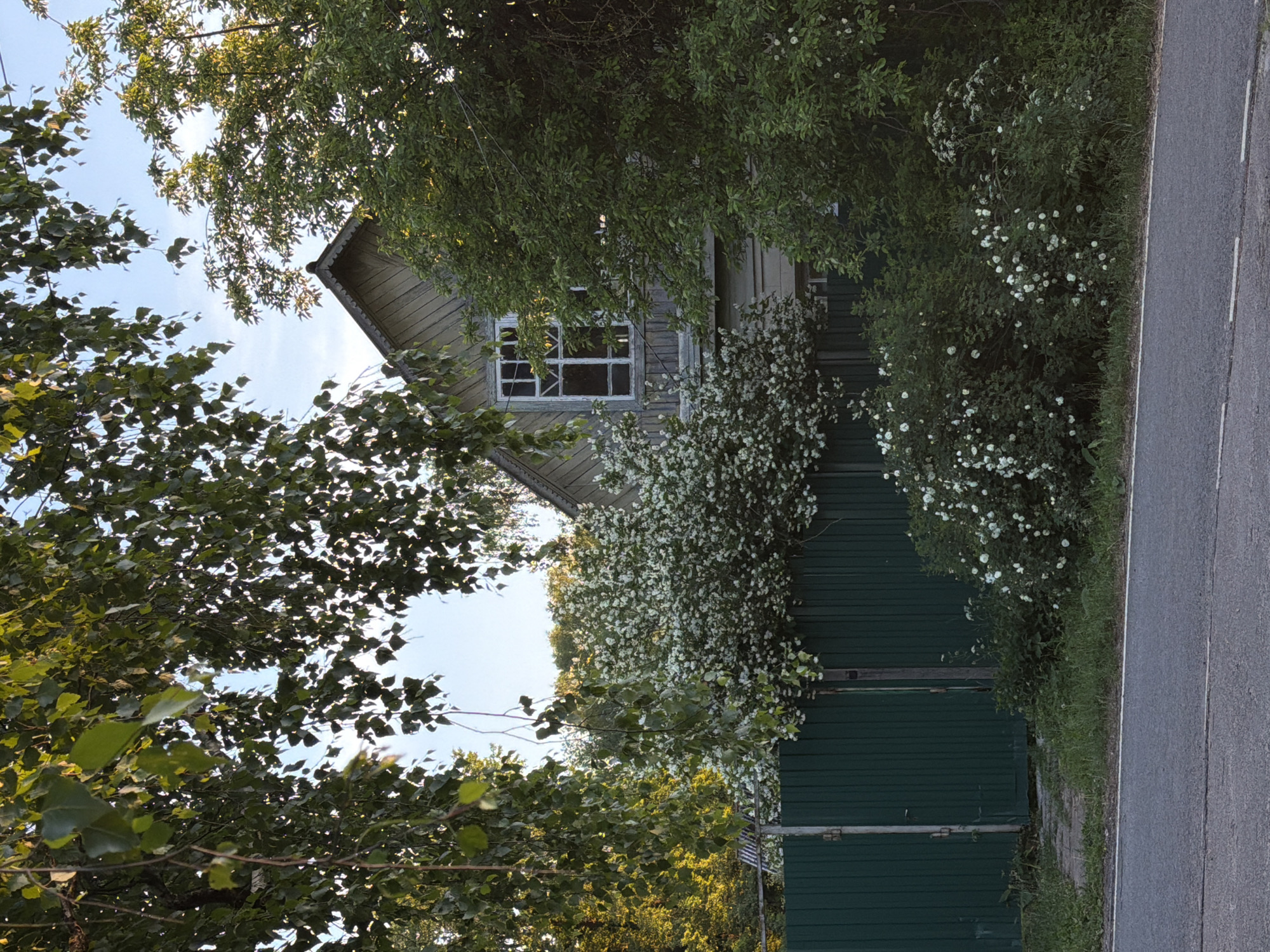 The image displays an outdoor scene in the city of Unknown, Unknown, primarily featuring vegetation, a house, and a road. In the foreground, an asphalt road with a faded white dashed line runs horizontally across the bottom. A narrow strip of unkempt grass separates the road from a dark green corrugated metal fence, which spans the midground. A gate, also dark green and metal, is visible on the left side of the fence.
Behind the fence, a large, dense shrub adorned with numerous small white blossoms dominates the left-center. To the right of this shrub and fence line, various green trees and bushes with fewer white flowers are present. Partially obscured by foliage and positioned above the fence is a light-colored wooden house with a visible gabled roof and a multi-paned window on its upper floor. The house exhibits signs of age, with weathered wooden siding.
The background consists of dense green tree canopies, through which patches of clear, light blue sky are visible, especially in the upper quadrants. Sunlight appears to illuminate the top and left sides of the trees, suggesting a late afternoon or early evening time frame. No individuals, animals, or explicit actions are observed within the frame.