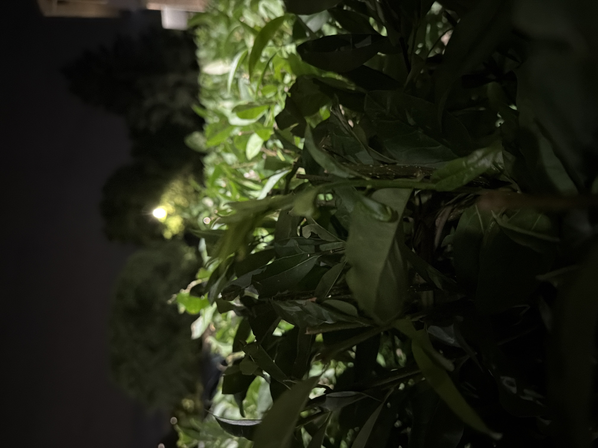 The image depicts a close-up view of lush green foliage, likely a hedge or shrubbery, at night. The foreground is dominated by dark, out-of-focus leaves, with some lighter green leaves and stems visible further back. In the background, out-of-focus trees are silhouetted against a dark sky, with a soft yellow light source illuminating a portion of the scene. A blurry vertical structure, possibly part of a building, is visible on the far right. The overall impression is one of a dimly lit outdoor environment, characteristic of a suburban setting in Vernon Hills, Illinois, where artificial lighting from streetlights or nearby buildings might be present.
