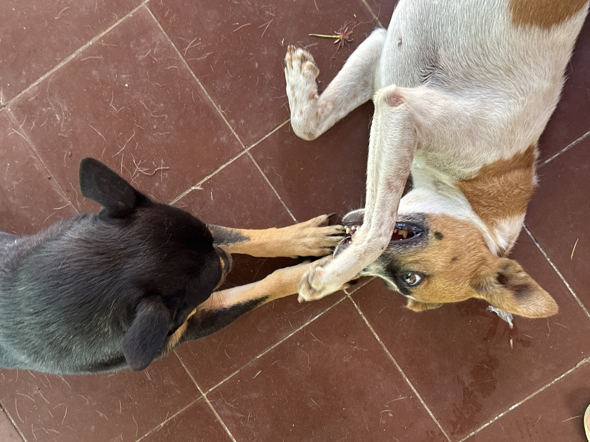 Two dogs are playing on a tiled floor. The dog on the right is lying on its back, with white and brown fur. The dog on the left is black and tan, and is grabbing the other dog's leg with its paws. The location appears to be indoors on a tiled surface. The city of Mũi Né, Vietnam, cannot be confirmed based on the visual information.