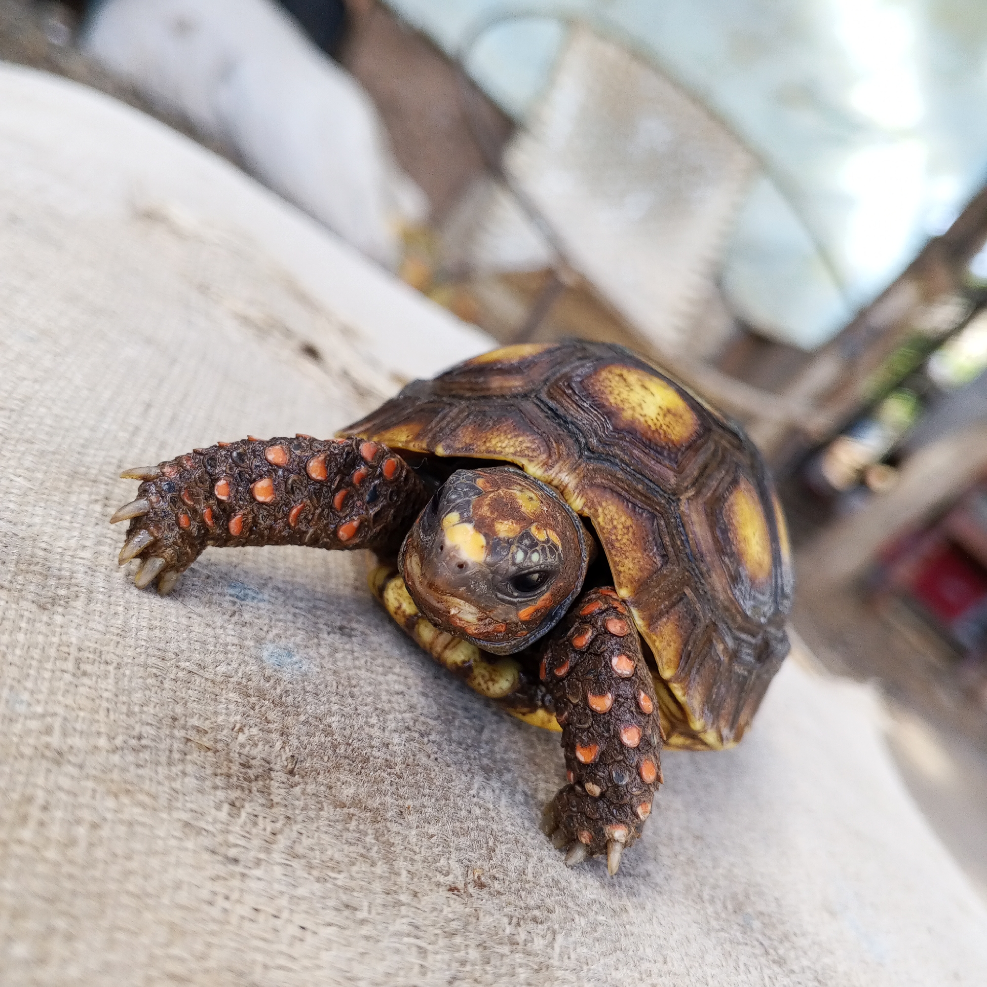 A close-up, slightly angled shot depicts a red-footed tortoise on a rough, light-colored surface, likely fabric. The tortoise's carapace is a blend of dark brown and yellow hues, with each scute outlined in a darker tone. Its legs are textured and dark brown, dotted with orange scales. The tortoise's head, visible from beneath its shell, also features orange markings and a dark eye. The background is blurred, suggesting an outdoor or semi-outdoor environment. The location is Unknown, Unknown.