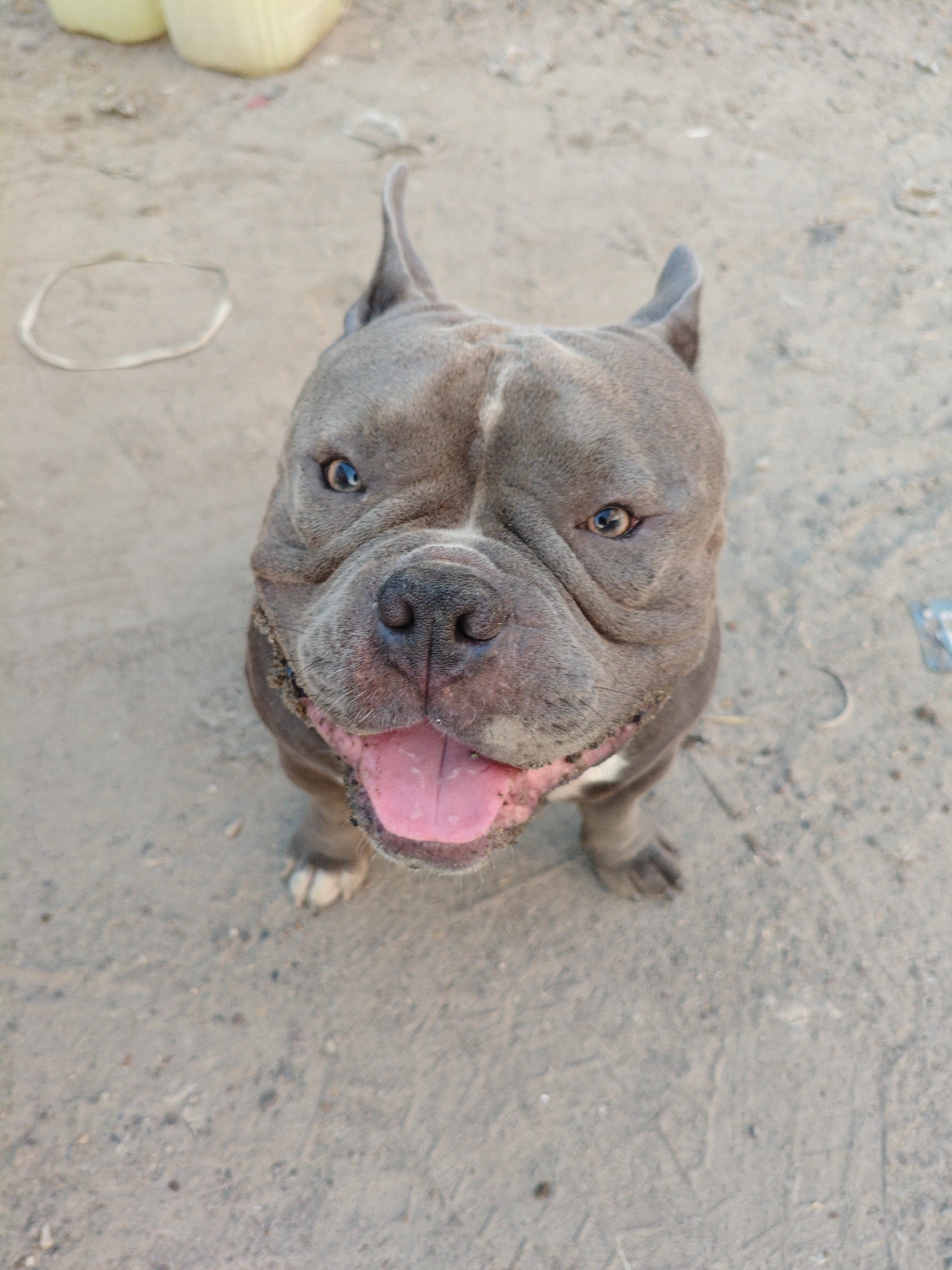 A grey bulldog with blue eyes is looking up at the camera, panting with its tongue out. The dog is on a sandy or dirt ground. In the background, there are two yellow objects that could be containers or buckets. The overall scene appears to be outdoors, in a rustic or undeveloped area.