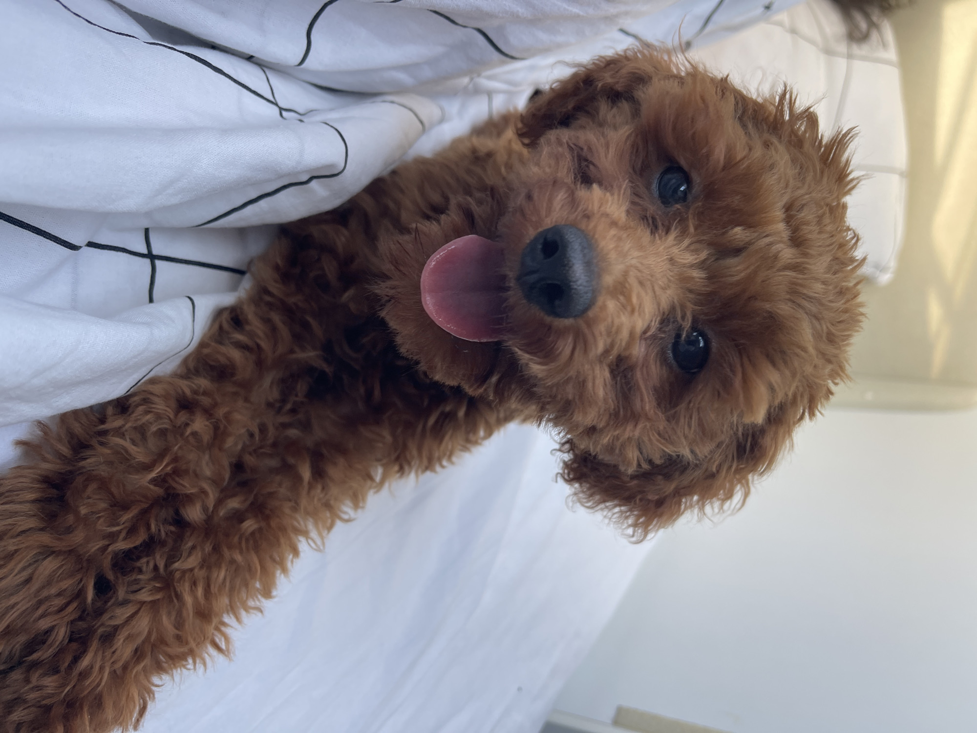 A close-up photograph depicts a reddish-brown, curly-haired canine, consistent with a toy or miniature poodle breed. The animal is positioned on white bedding featuring a black grid pattern, with its head and upper torso oriented towards the camera. Its dark, reflective eyes are focused directly forward, above a black, moist nose. Its mouth is open, revealing a pink, extended tongue, suggesting a panting or relaxed state. The fur on its head appears slightly disheveled. A portion of a dark, wavy mass, possibly human hair, is visible in the blurred background at the upper left. The remaining background consists of out-of-focus white surfaces, indicating an indoor environment. The scene is brightly and evenly lit. No identifiable urban or geographical features of Koprinka, Bulgaria, are visible within the image frame.