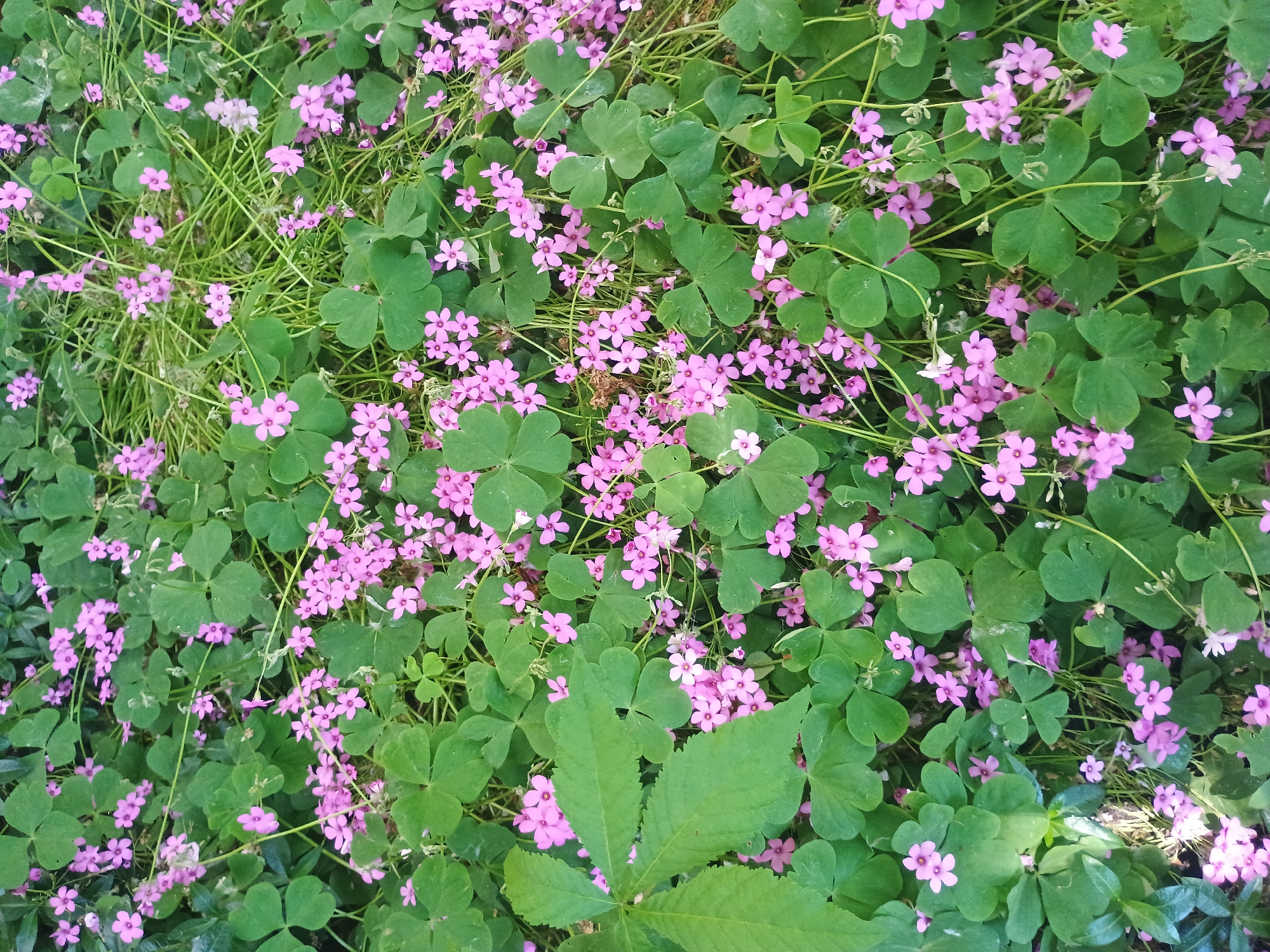 A dense patch of green foliage covers the ground, interspersed with small, pink flowers. The dominant plants appear to be clover with three leaves, mixed with a few plants with larger, multi-lobed leaves. The flowers are delicate and have five petals. The scene is brightly lit, suggesting an outdoor location during daylight hours. The location in the city is not discernible from the image.
