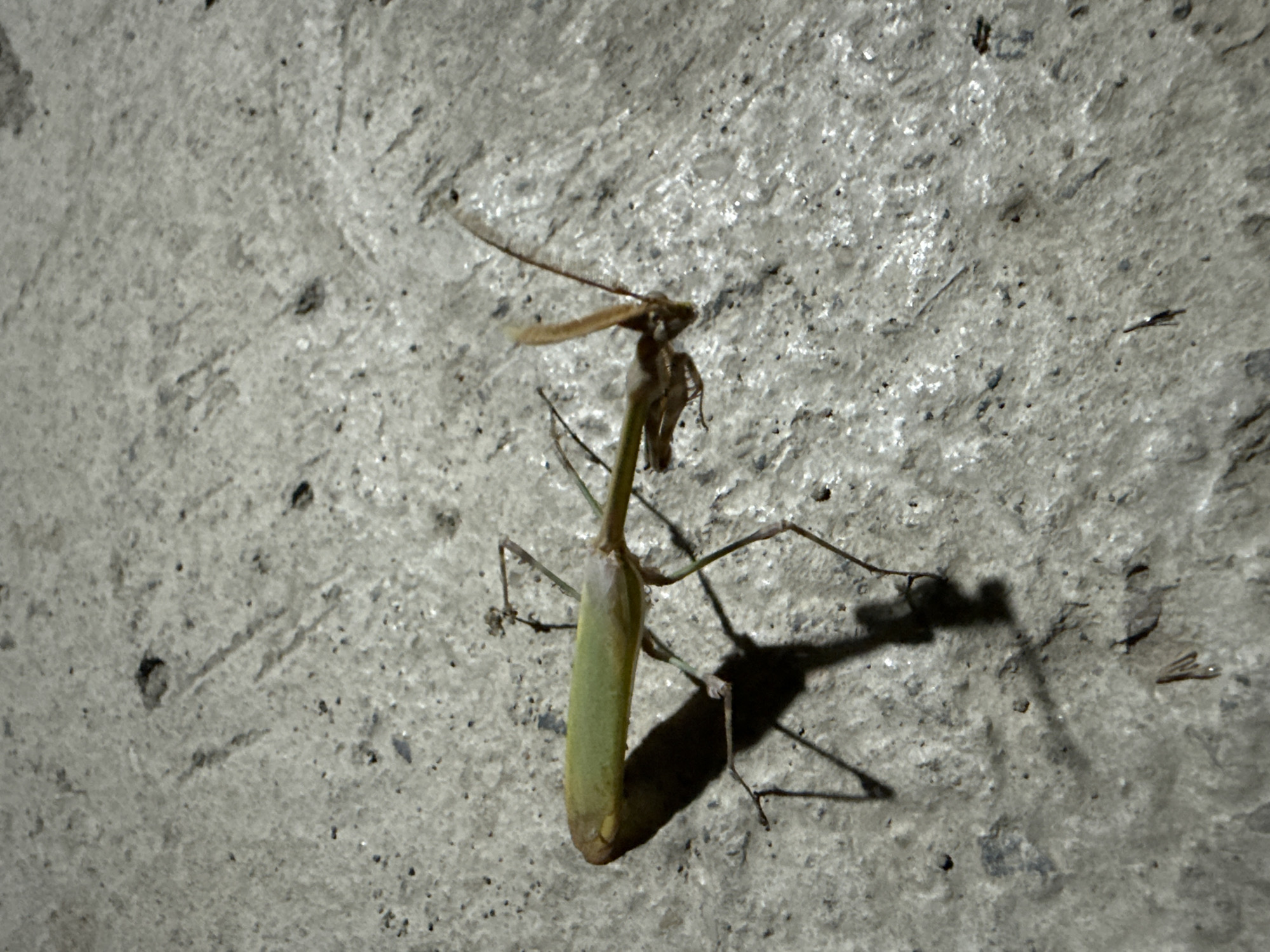 A medium shot captures a praying mantis resting on a textured, grey concrete surface. The mantis, predominantly green with brown accents on its head and legs, is positioned diagonally from the bottom left to the upper right of the frame. Its forelegs are held in a characteristic grasping posture, and its head is turned to the right, with visible antennae. The concrete shows a rough, speckled texture with minor variations in tone and small dark inclusions. A distinct shadow of the mantis is cast to the lower left, indicating a light source from the upper right. The setting appears to be an outdoor urban environment in Serebryakovka, Russia, likely on a paved area. No humans or other animals are visible in the scene.