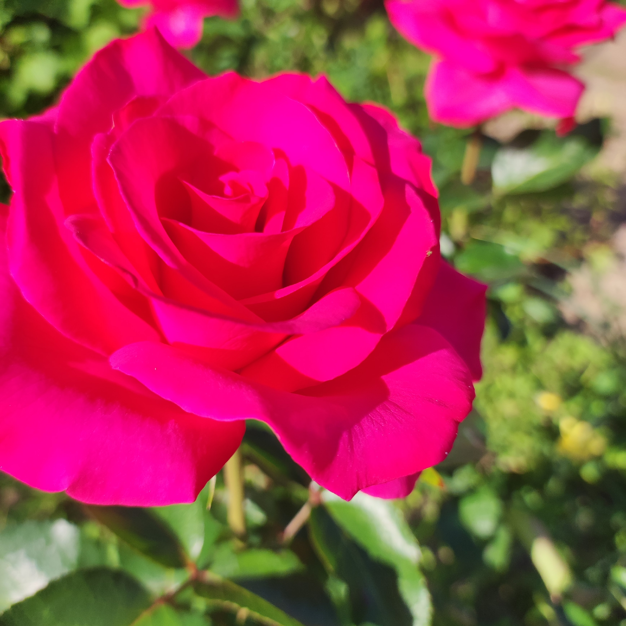This media file is a close-up, high-angle shot of a vibrant pink rose in full bloom. The rose is the central subject, with its petals unfurling in a classic spiral formation. The lighting suggests it's a sunny day, casting soft shadows across the petals, highlighting their texture and delicate edges.
In the background, out of focus, are other elements of a garden. Blurry green leaves and stems of other plants are visible, along with hints of another pink rose bloom in the upper right corner. The overall setting is a garden in Navoloki, Russia. The shallow depth of field ensures that the main rose is sharp and in focus, while the surroundings are softened, creating a bokeh effect that makes the rose stand out. There are no people or animals visible in the frame, and no text is present. The image captures the beauty and detail of a single rose, evoking a sense of natural beauty and tranquility.