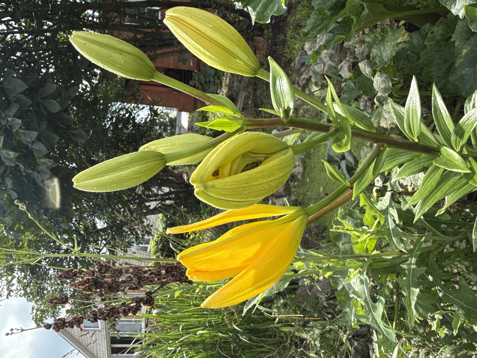 The image captures a close-up view of a vibrant yellow lily flower in bloom, set against a backdrop of lush green foliage and a partially visible building. The lily, with its delicate petals unfurling, is the central focus, showcasing its bright yellow hue and intricate details. Surrounding the lily are several green lily buds, some tightly closed and others partially open, suggesting a progression of blooming.
In the background, the scene transitions to a more natural environment. Tall, dry seed stalks with dark brown seed pods are visible to the left, adding a rustic texture. Behind them, a two-story building with light-colored siding and a peaked roof is partially obscured by dense green trees. The building appears to be situated in a rural or suburban setting, possibly a residential area.
The overall environment suggests a garden or a naturalized outdoor space, likely during daytime given the bright lighting and the clarity of the details. The presence of the building and the type of vegetation suggest a location in the city of Хохряки, Russia, a place known for its natural beauty and proximity to the Trans-Siberian Railway. The image evokes a sense of summer bloom and the tranquility of a garden. There are no people visible in the image.