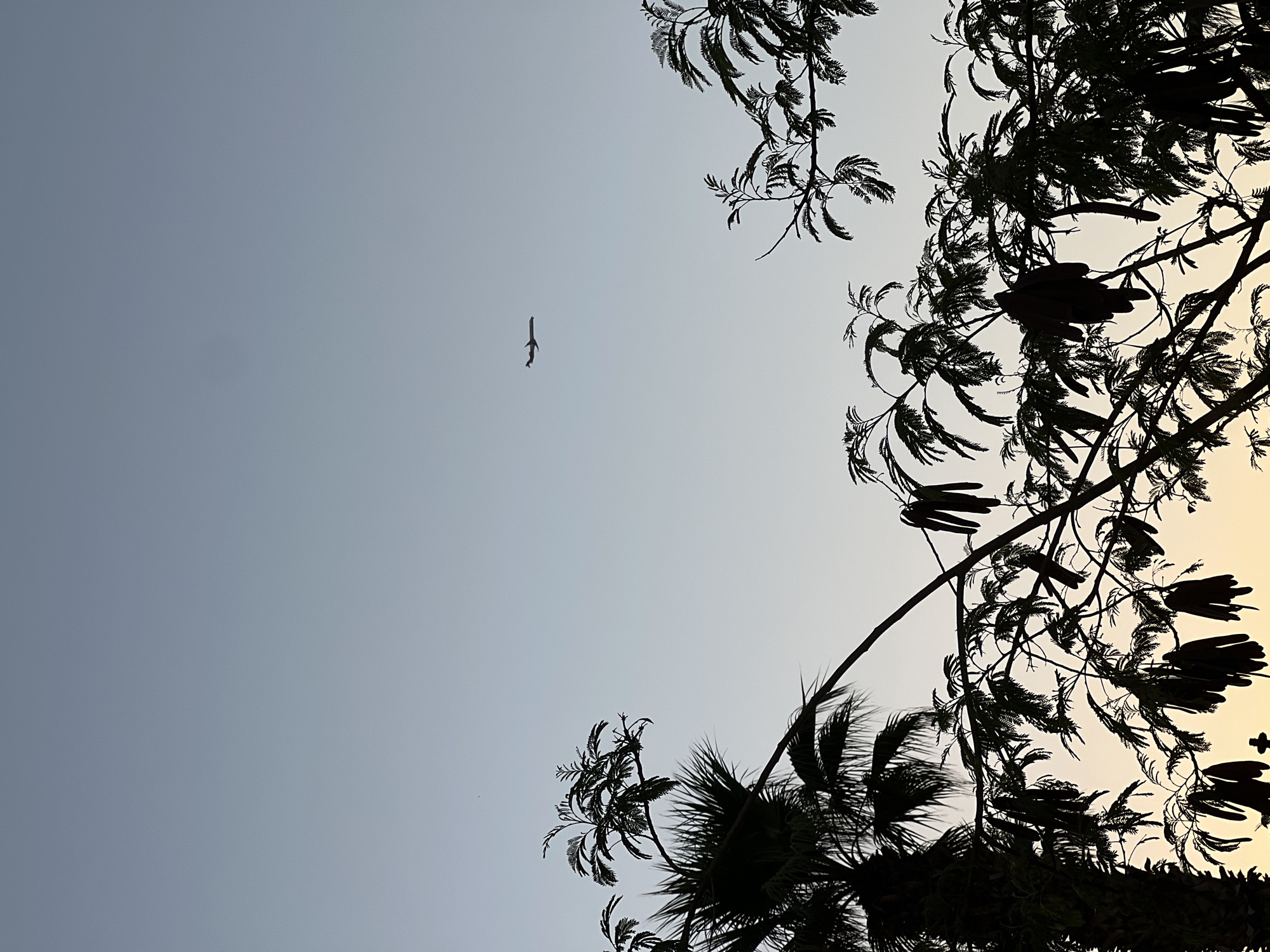 A silhouette of a palm tree and acacia trees against a pale blue and yellow gradient sky. An airplane is visible flying in the upper right quadrant of the sky. The acacia trees have long, dark seed pods hanging from their branches. The image appears to have been taken in Sharm El Sheikh, Egypt, likely at dusk or dawn due to the sky coloration. No people are visible in the image.