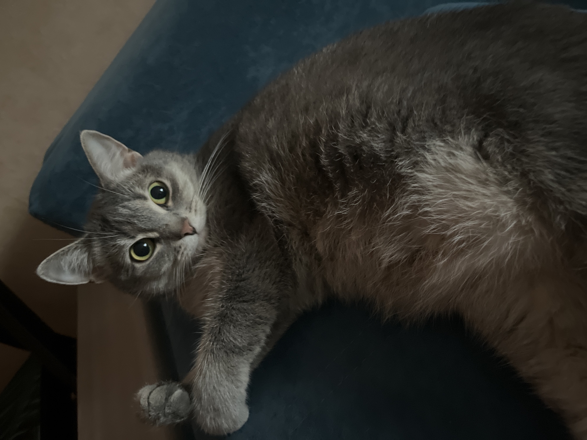 This indoor photograph captures a gray domestic cat resting on a blue or teal cushion. The cat, an adult with short fur, is positioned with its body stretched across the cushion, and its head is tilted to look directly at the camera. Its fur is a uniform gray with subtle darker tabby stripes visible along its body and flanks. The cat has striking green-yellow eyes with moderately dilated pupils, suggesting either a dimly lit environment or a focused, curious expression. Long, white whiskers are prominent on its face. One front paw is visible in the lower left portion of the frame, resting gently. The background to the left reveals a lighter, possibly beige or tan, surface, which could be a floor or a wall. A dark, indistinct object, likely a piece of furniture, is partially visible in the bottom left corner. The lighting in the scene is soft and subdued, indicating an indoor setting, possibly in a home, without direct bright sunlight. There is no visible text in the image. The cat appears calm and attentive.