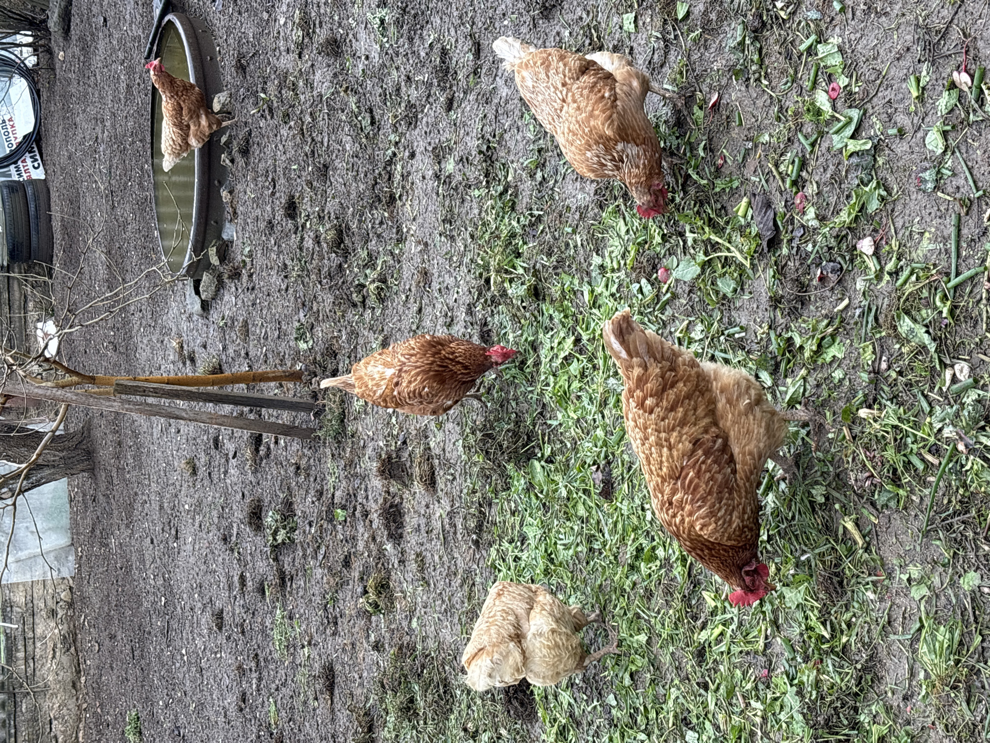 The scene depicts a yard in Пожарское сельское поселение, Ukraine, with five chickens foraging. Four chickens are brown and actively pecking at the ground, which is a mix of dirt and green vegetation. One chicken stands in a metal water trough. A tree branch and a wooden structure are visible in the background. The tires and signage suggest a nearby repair shop.