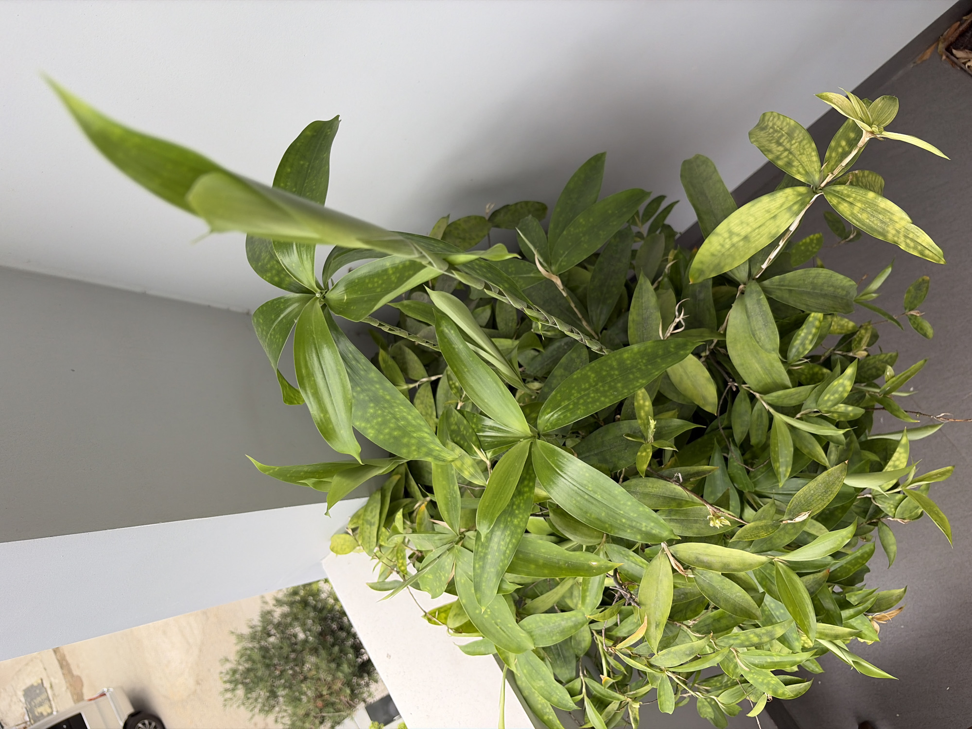 This image shows a close-up view of a plant with long, narrow green leaves, many of which are speckled with yellow spots. The plant is lush and appears to be growing on a balcony or patio, as suggested by the gray concrete floor in the foreground and a white wall and railing in the background. Through the railing, a glimpse of an urban environment is visible, including a small green tree and the rear of a silver vehicle. The overall lighting suggests it is daytime. The scene is likely located in Đà Nẵng, Vietnam, given the context. There are no people or animals present in the image.