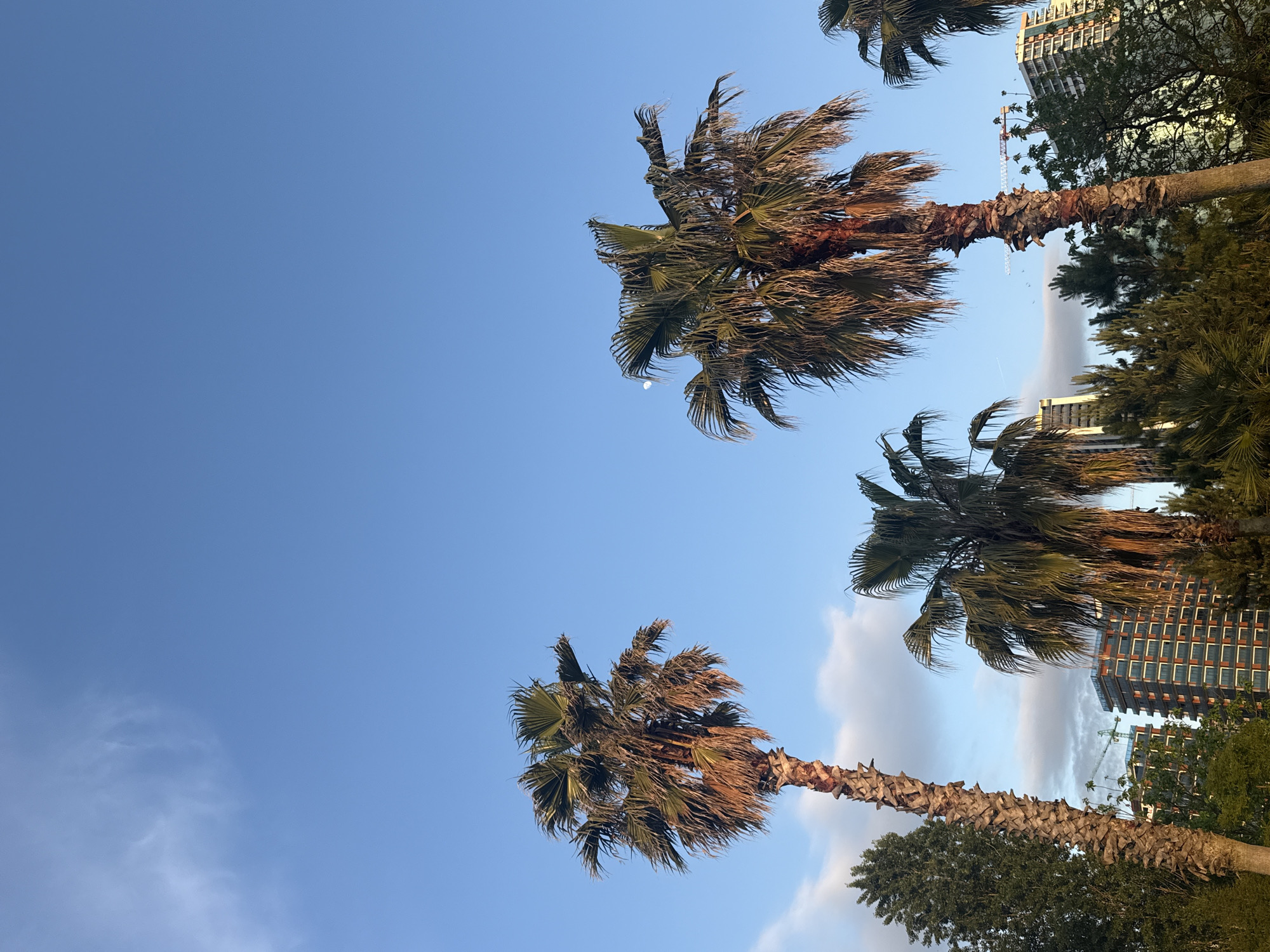 The image shows a view looking up at palm trees against a blue sky. The scene is likely in Batumi, Georgia, based on the architecture visible in the background. Three palm trees are prominently featured, with their fronds swaying in the wind. In the background, a tall building and construction crane are visible, indicating urban development. The sky is mostly clear, with some light clouds. The lighting suggests it is either morning or late afternoon, as the sun is low in the sky.