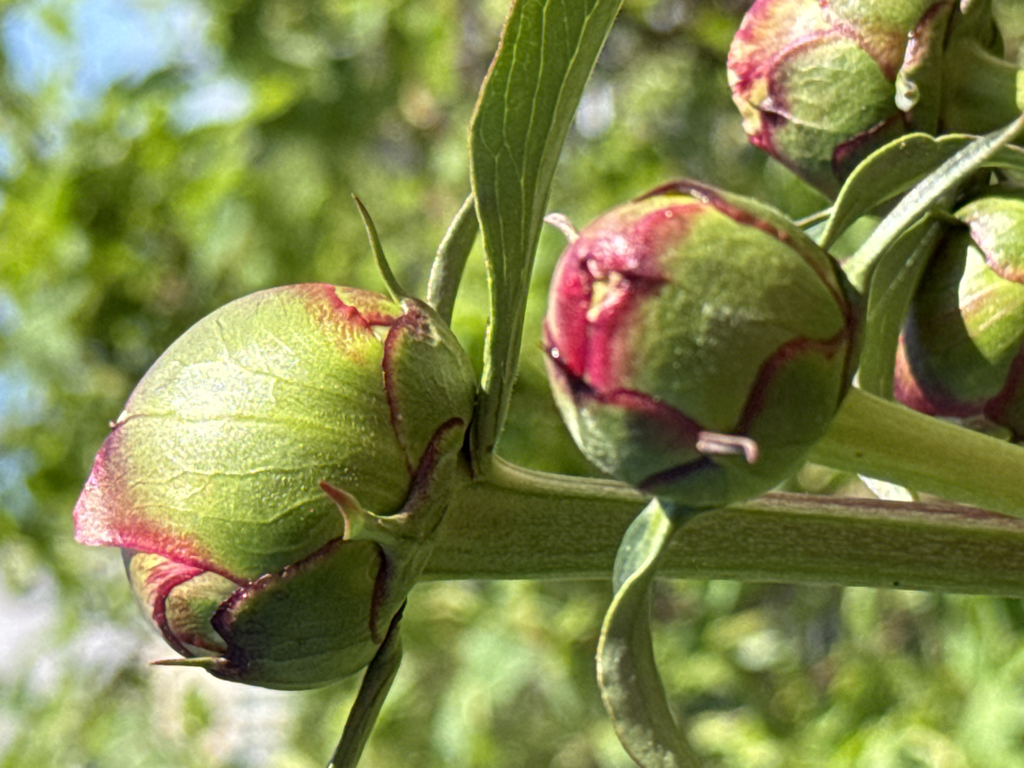 A close-up, vertical composition captures three immature peony buds and associated plant structures under bright, natural light in the city of Unknown, Unknown. The topmost bud, positioned centrally, is largely green with prominent crimson and fuchsia coloration concentrated at its apex and along the edges of its tightly closed sepals. Its surface exhibits a finely textured appearance. A thick, vertically oriented green stem supports this bud, displaying similar surface texture. Below and to the right of the primary bud, a second, smaller bud is visible, also green with crimson highlights, partially obscured by a leaf. Further down and to the right, a third bud, similar in size and coloration to the second, is partially visible at the bottom right quadrant. Multiple green leaves with discernible venation are interspersed among the stems and buds. The background is a soft, out-of-focus blur of varying shades of green foliage, with hints of brighter green and diffused blue light in the upper portion, suggesting an outdoor environment. No human figures or artificial structures are present.