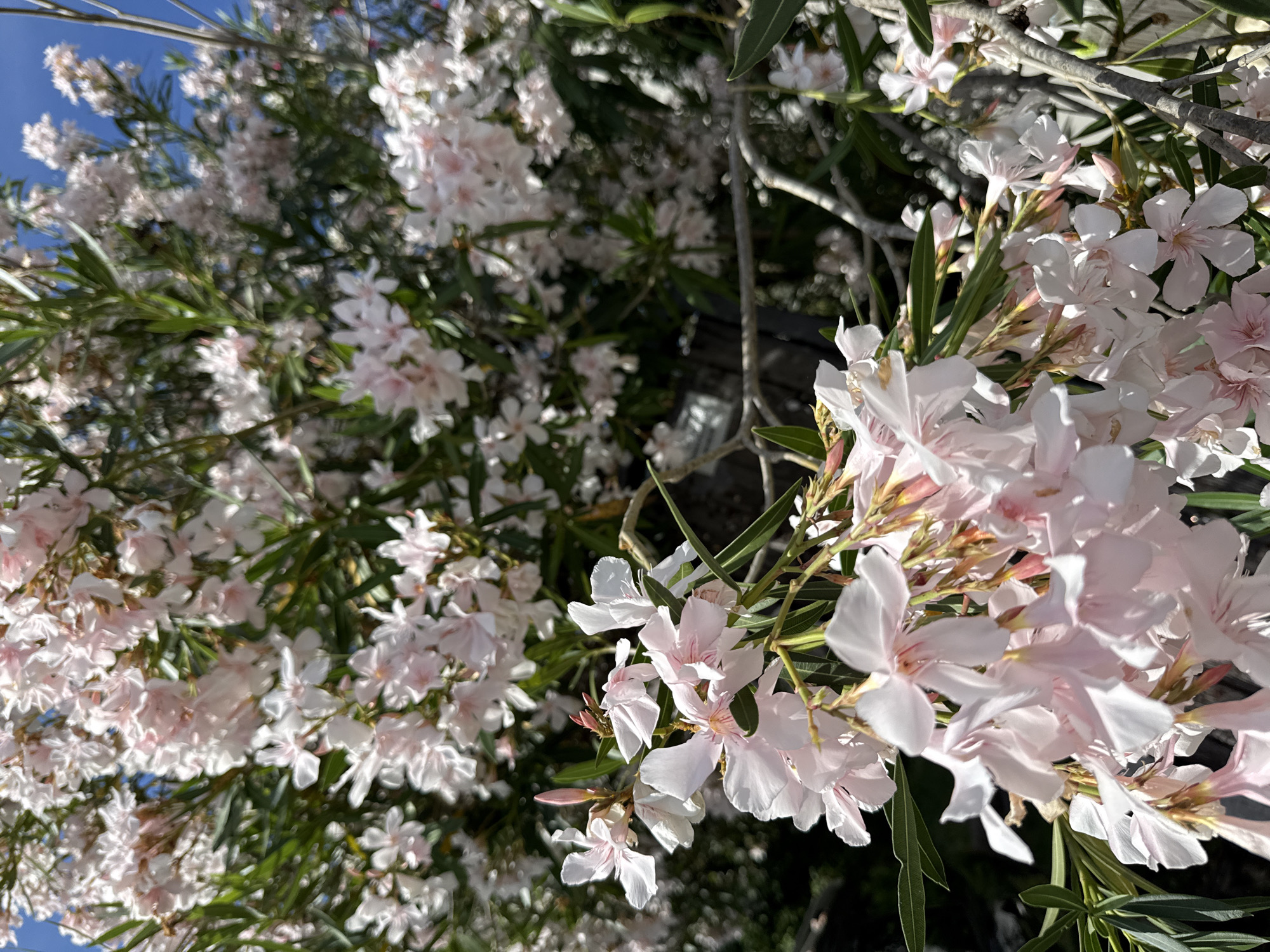 A close-up shot showcases a cluster of delicate pink and white oleander flowers, their petals slightly translucent in the sunlight. The blooms are abundant, forming a dense canopy against a backdrop of lush green foliage and a clear blue sky. Some flowers are in full bloom, revealing their intricate structures, while others are still in bud, hinting at future beauty. The lighting suggests it's daytime, with the sun casting soft shadows and highlighting the textures of the flowers and leaves. The overall impression is one of natural beauty and vibrant life.