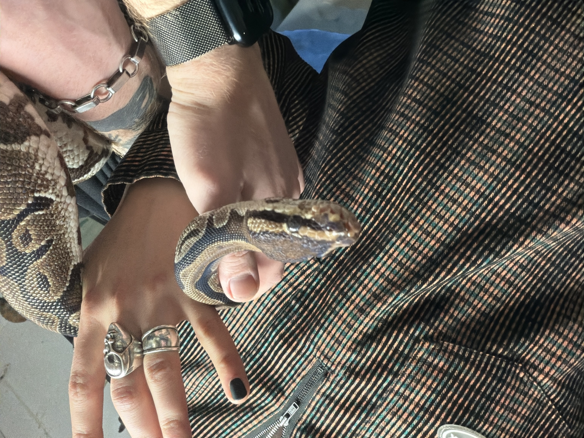 A snake, possibly a ball python, is being held in a person's hand. The person is wearing a plaid garment with a zipper. The person is wearing jewelry including a chain bracelet, a watch, and rings. The person has at least one nail painted black. The location is unknown.