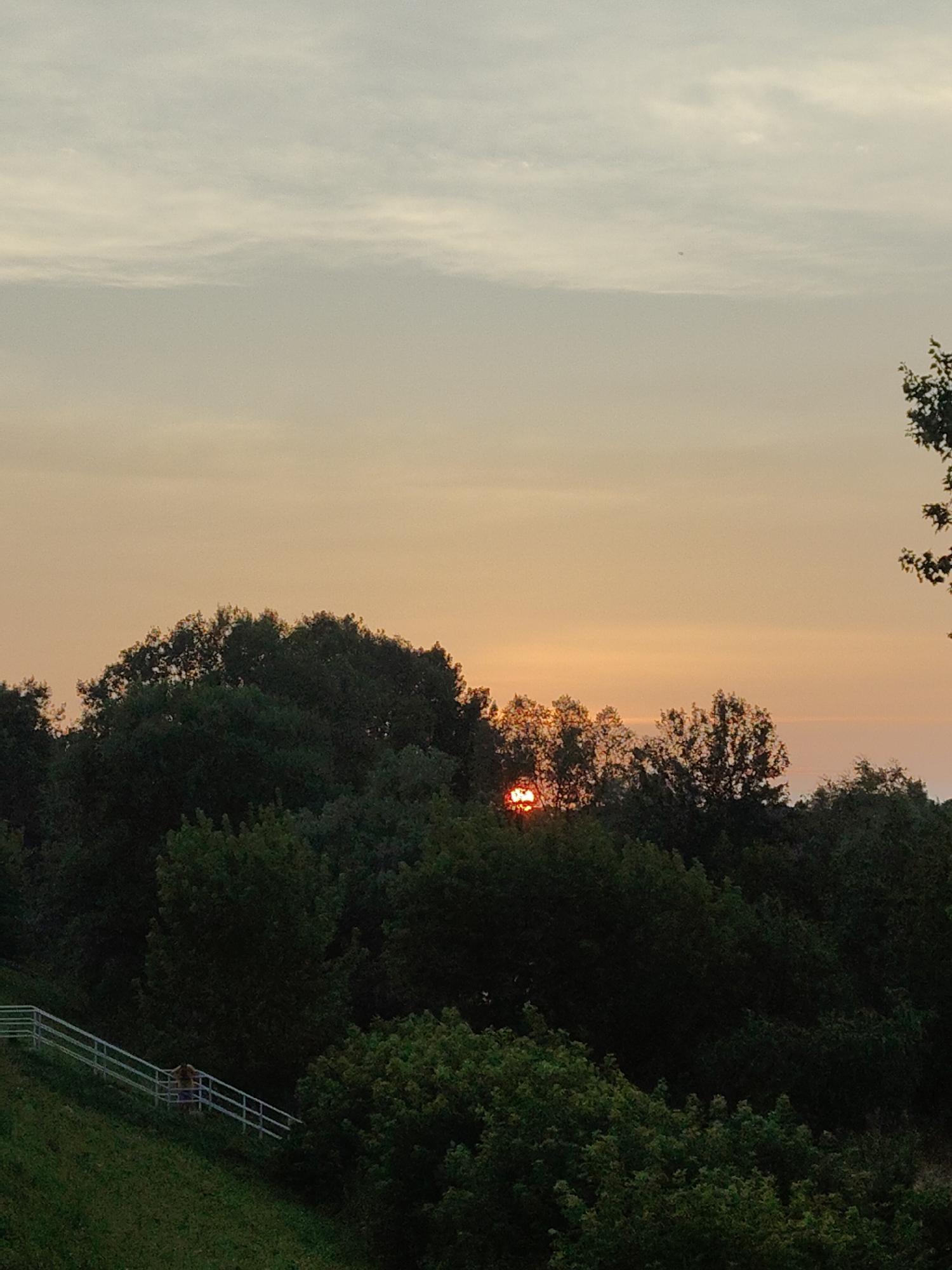 This media file depicts a natural scene at sunset in Nowy Dwór Mazowiecki, Poland. The primary subjects are the silhouetted trees forming a dark, undulating line against the horizon, and the sky. The sun is partially visible, peeking through the trees, casting a warm, orange glow that transitions to a softer yellow and then a pale blue as it ascends towards the top of the frame. Wispy clouds are scattered across the sky, typical of a sunset or twilight atmosphere.
In the lower left quadrant, a white railing marks a pathway or staircase leading up a grassy slope. A single person, appears to be standing near the railing, looking towards the trees and the setting sun. The presence of the person suggests a moment of observation or contemplation of the natural beauty.
The scene evokes a sense of peace and tranquility, common emotions associated with observing a sunset. The lighting indicates it is either early morning or late evening. The lush green of the grass and the dense foliage of the trees suggest a temperate climate, likely summer or late spring. There are no visible text elements in the image. The overall composition focuses on the interplay of light and shadow, with the natural landscape taking center stage.