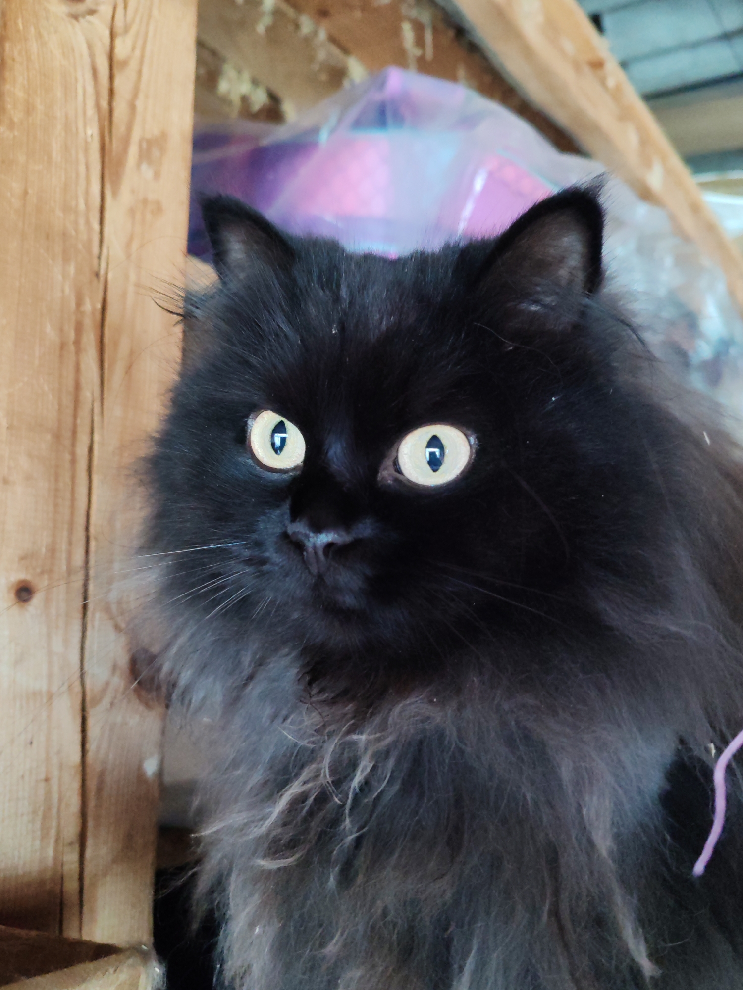 A black, long-haired cat with bright yellow eyes is looking to the left of the frame. The cat has prominent whiskers and is partially obscured by a wooden structure on the left side of the image. In the background, there is a blurred colorful object, possibly plastic sheeting, and more wooden elements. The scene appears to be indoors, in a rustic or unfinished environment. This image was taken in Chukhlem, Russia.