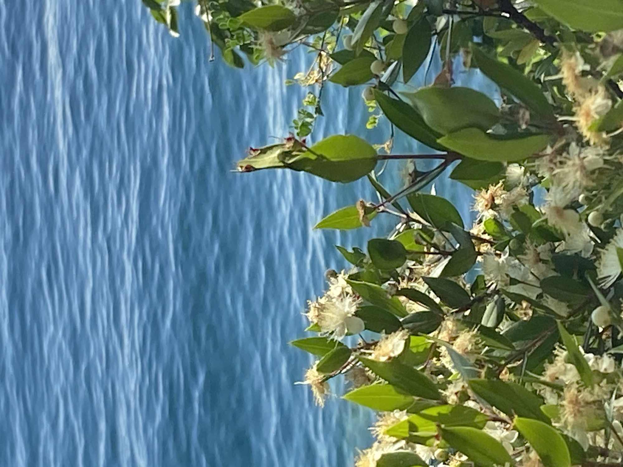 A close-up shot captures flowering green foliage in the foreground against a backdrop of the turquoise Adriatic Sea. The water is calm with gentle ripples reflecting the sunlight. The plants are lush with vibrant green leaves and delicate white flowers, some of which are in bloom while others appear to be buds. The scene is bright and airy, suggesting a warm, sunny day. The location appears to be a coastal area in Budva, Montenegro, likely a garden or natural vegetation overlooking the sea. There are no people or animals visible in the image.